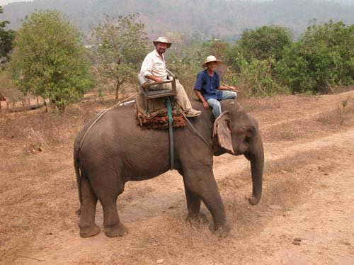 Visiting an elephant camp in Thailand