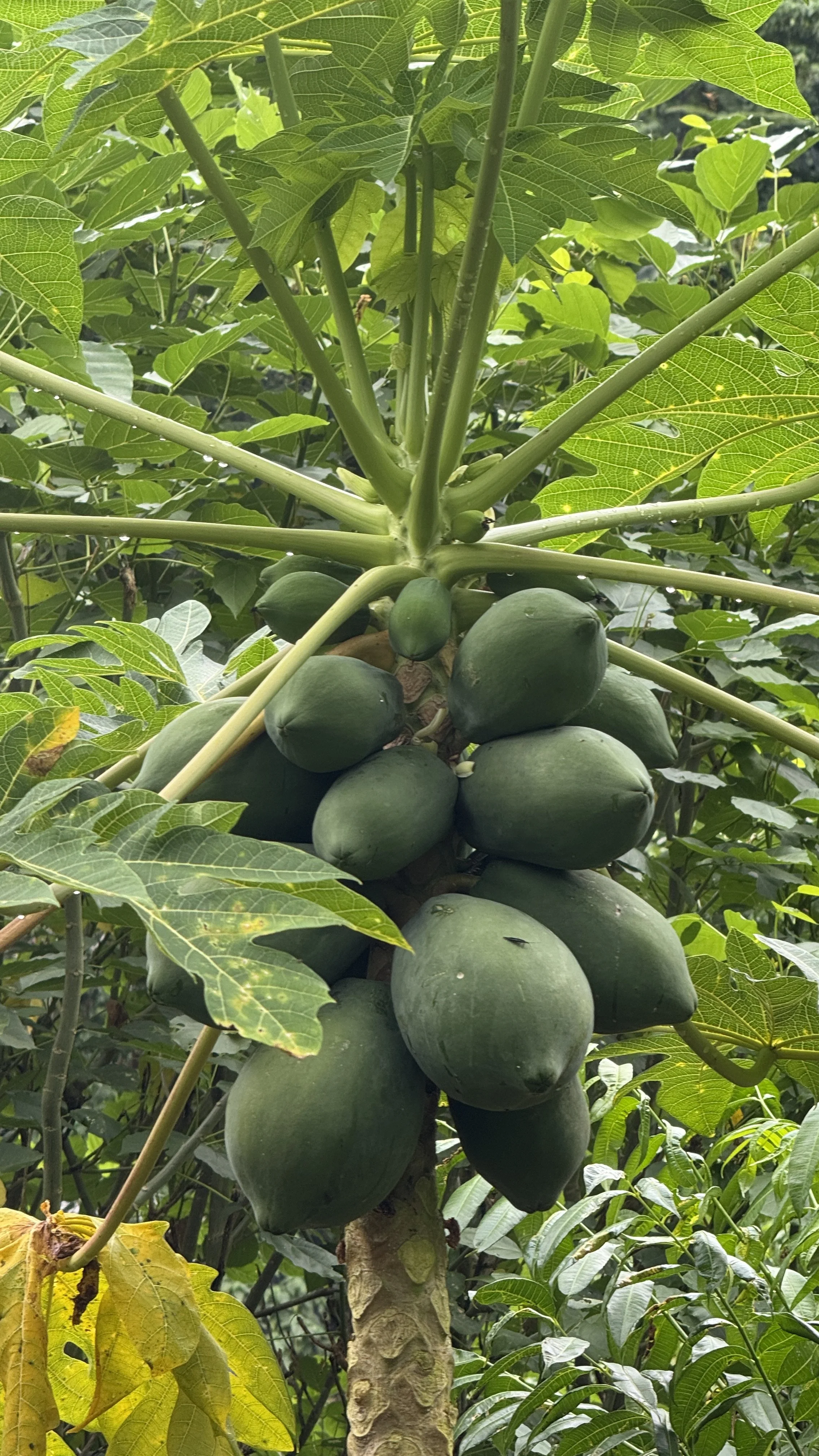 Papaya tree bursting with fruit