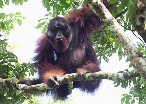 Encountered this lone 25 year old male Orangutan in the wild while in Sepilok, Malaysia 