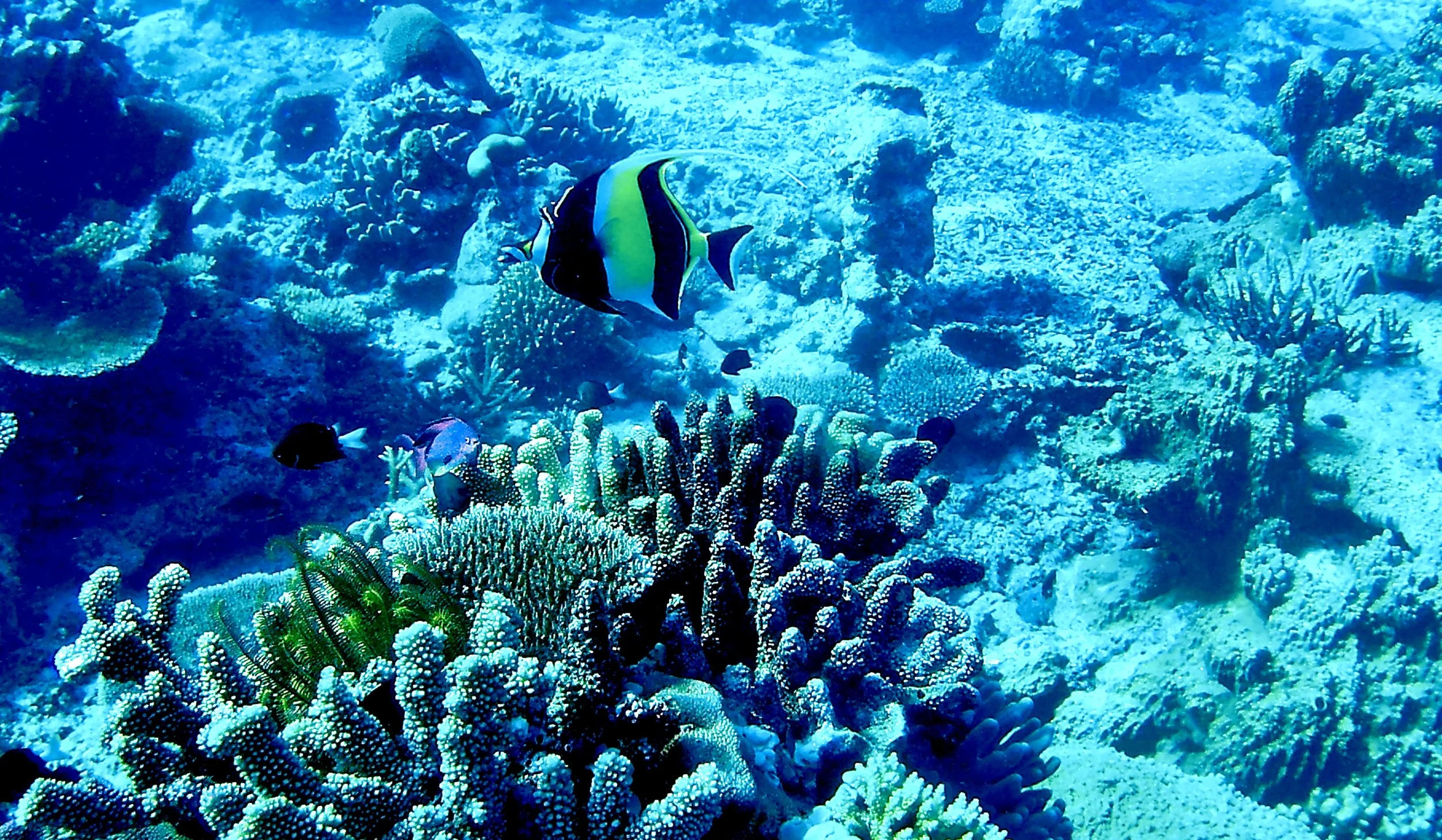 An angelfish alone is an unusual sight since usually there's so many together
