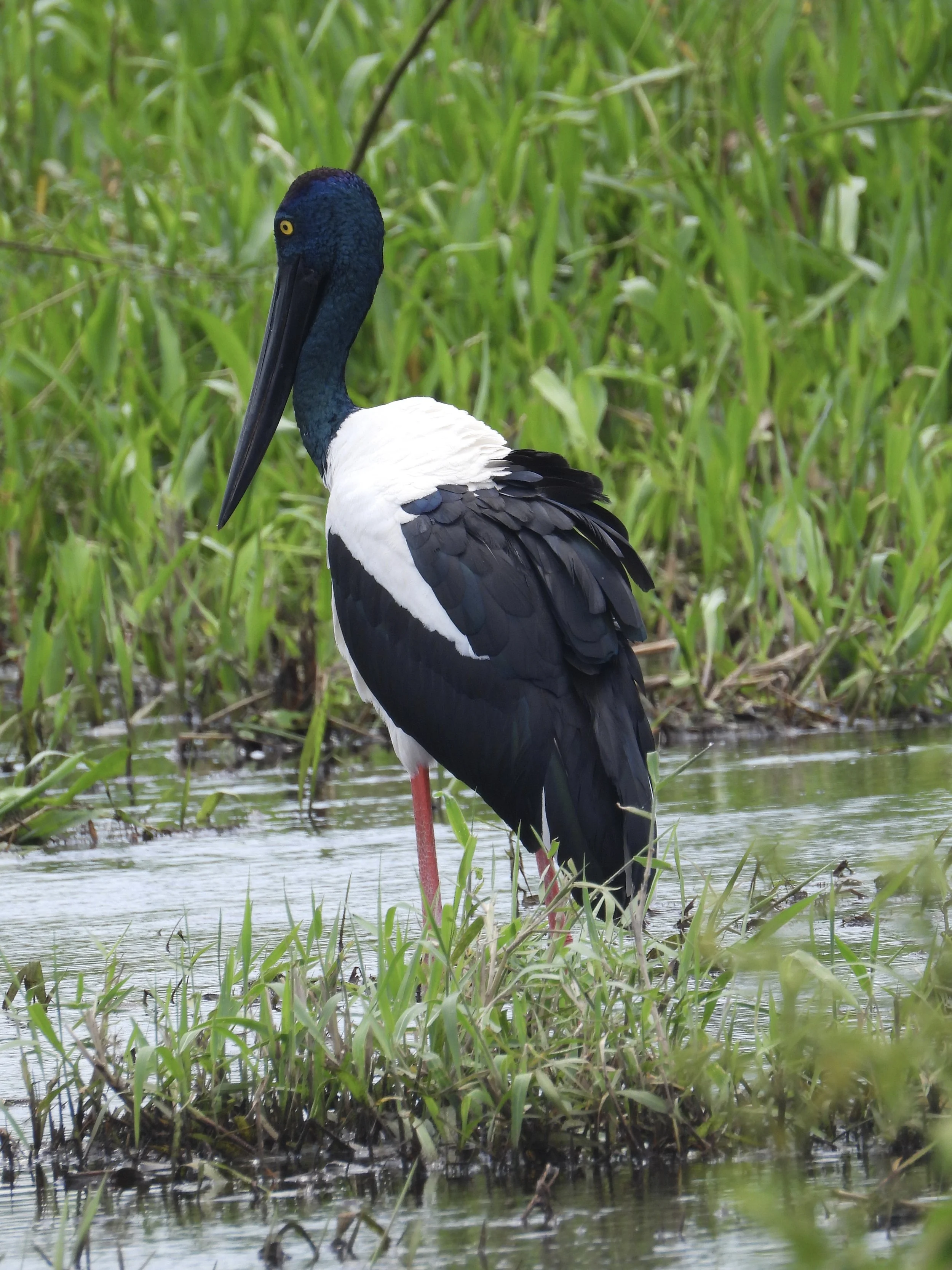 Black-necked stork