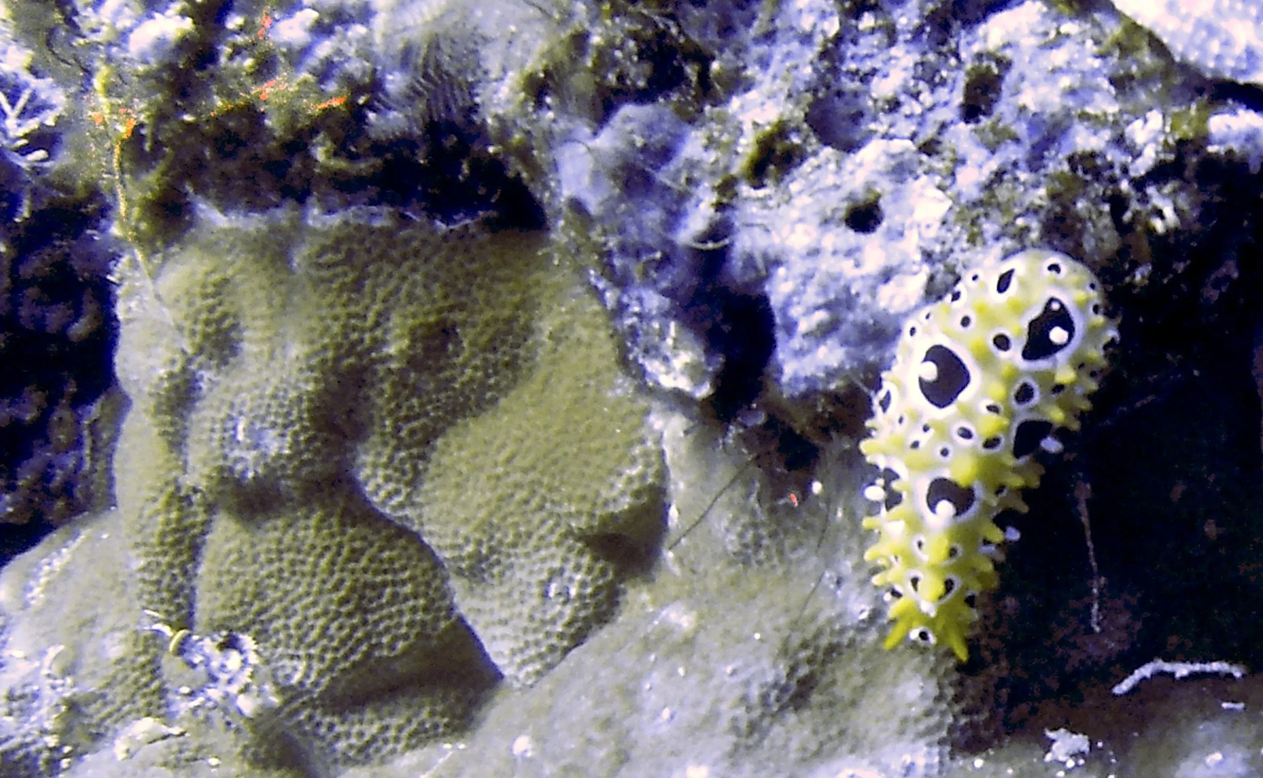 I rented an underwater GoPro and photographed this unusual nudibranch