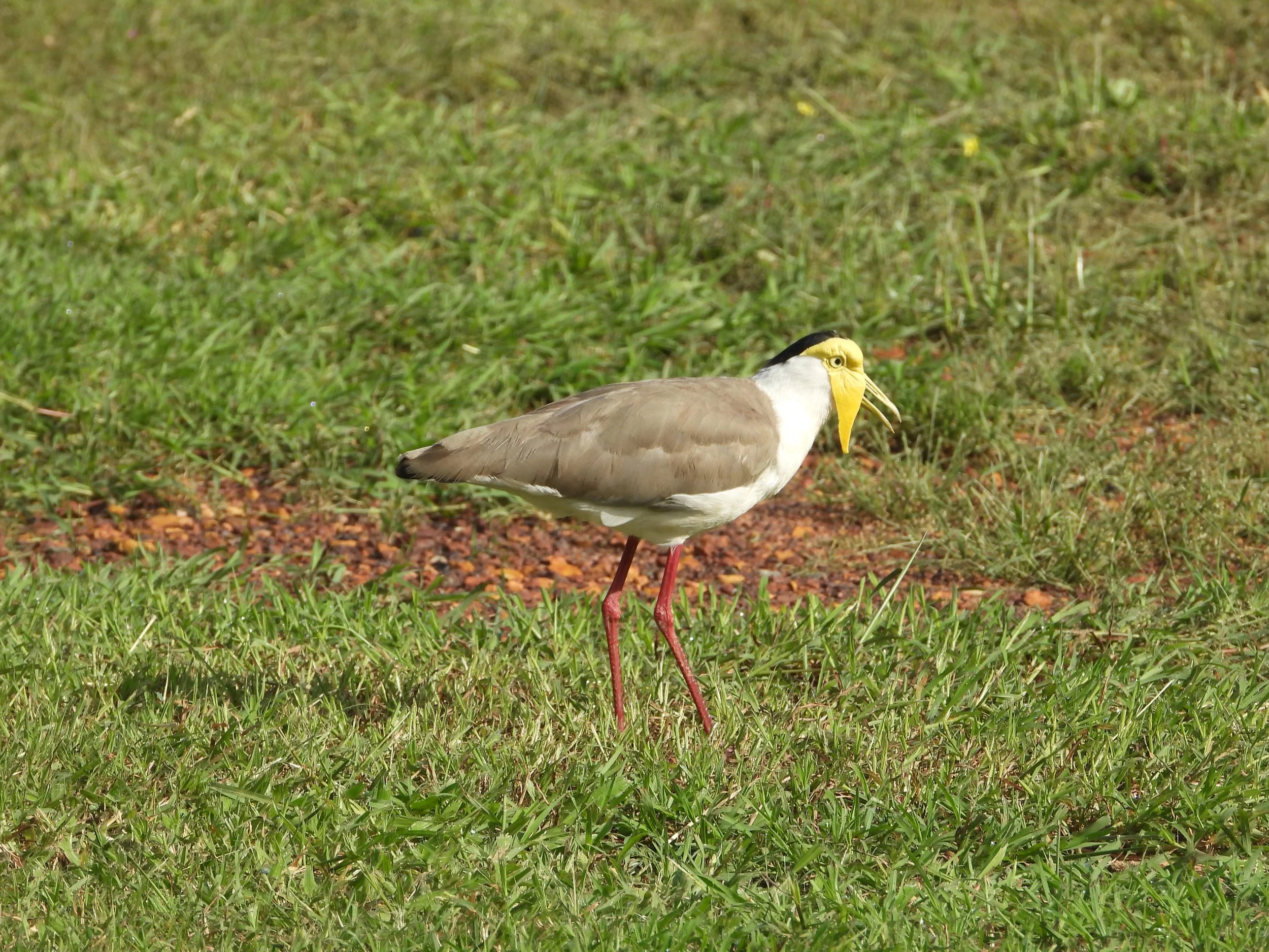 Masked Lapwing