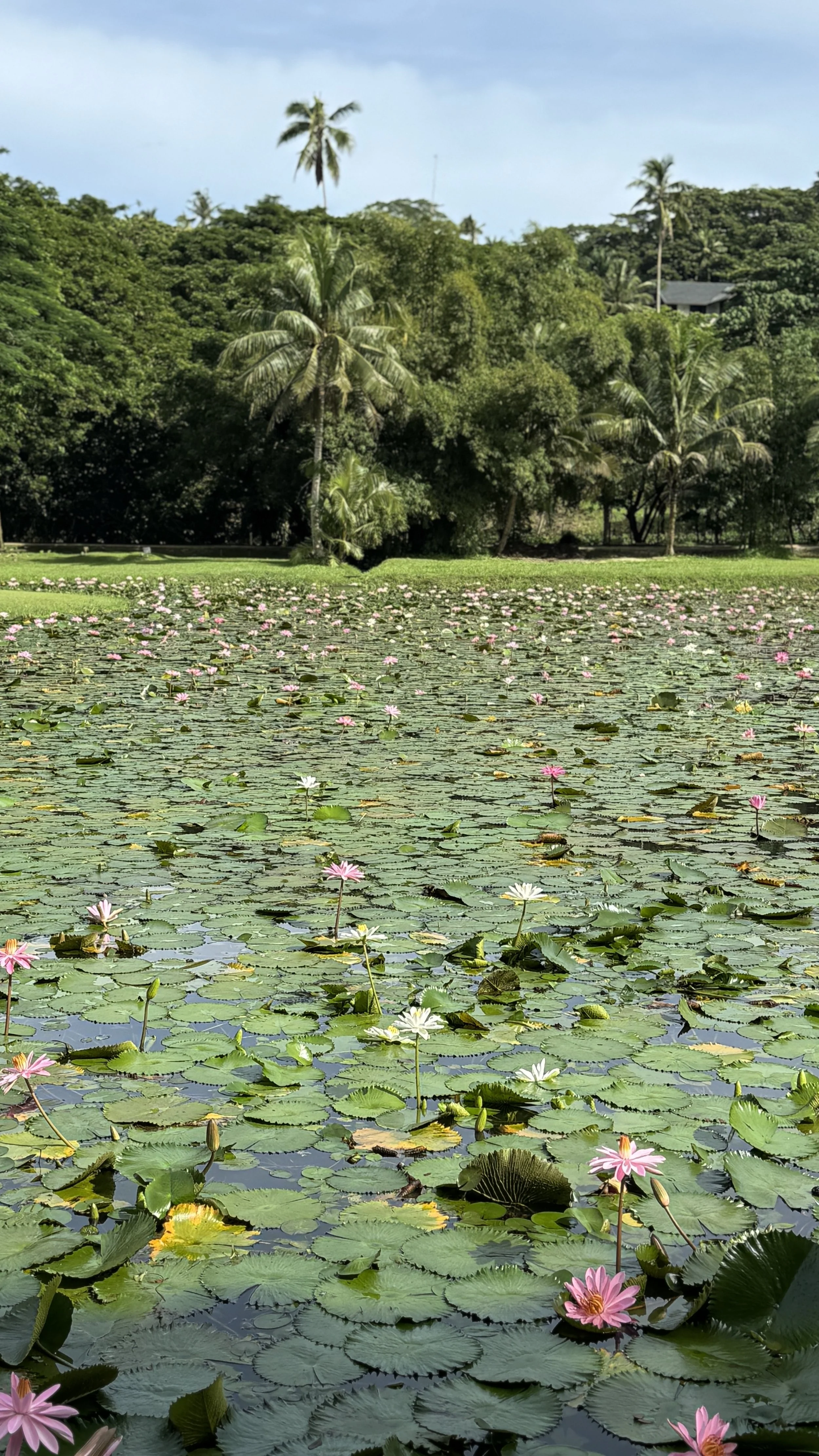 Huge ponds filled with water lilies