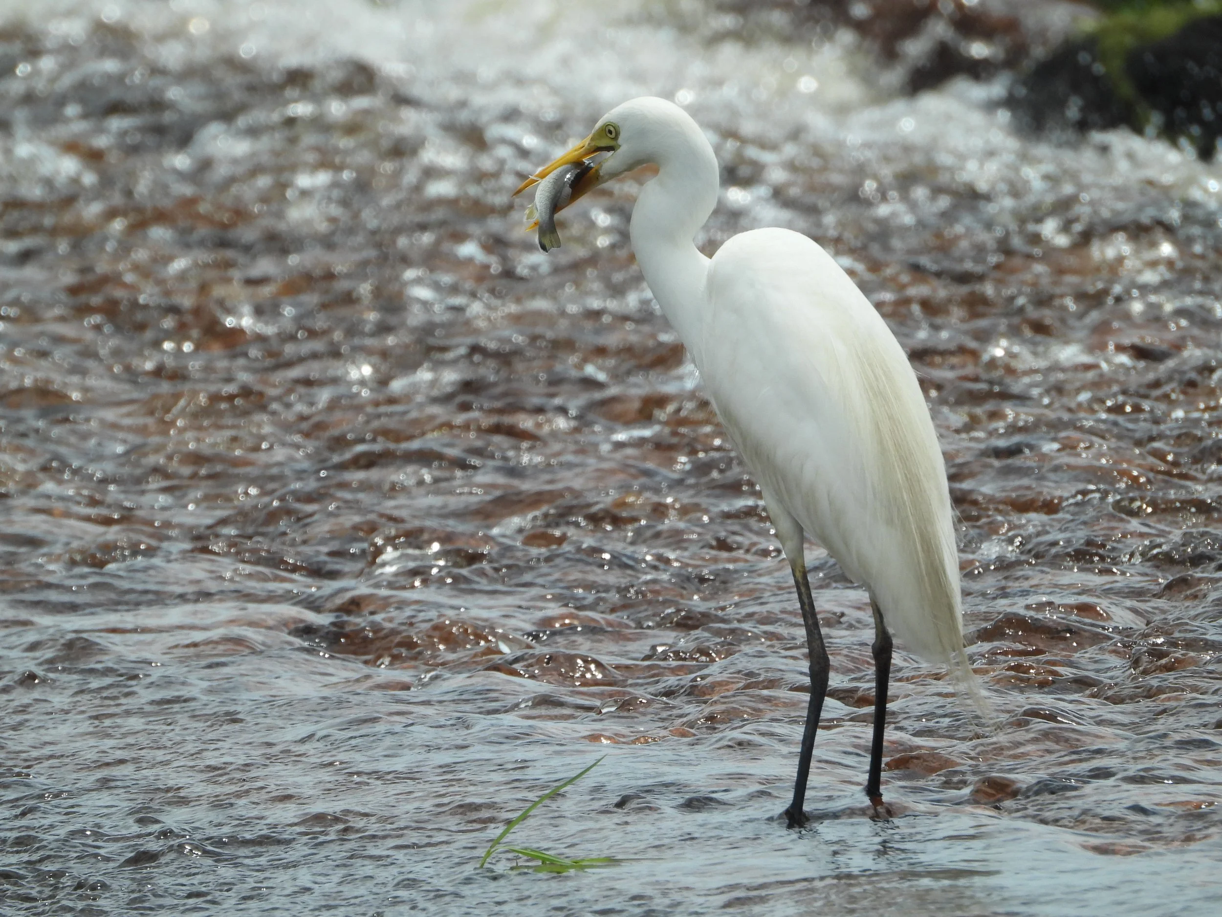 Eastern great egret snagged a fish