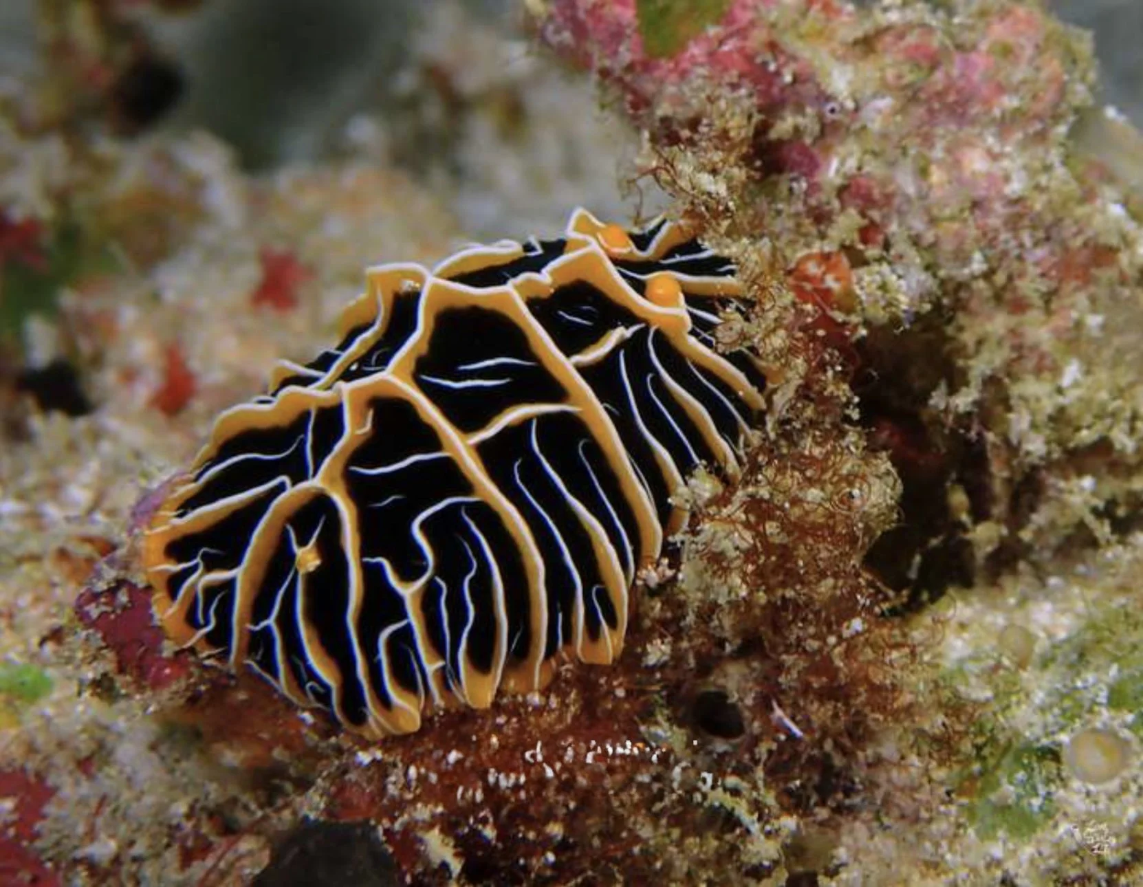 We spotted this unique nudibranch. Photo courtesy of the internet