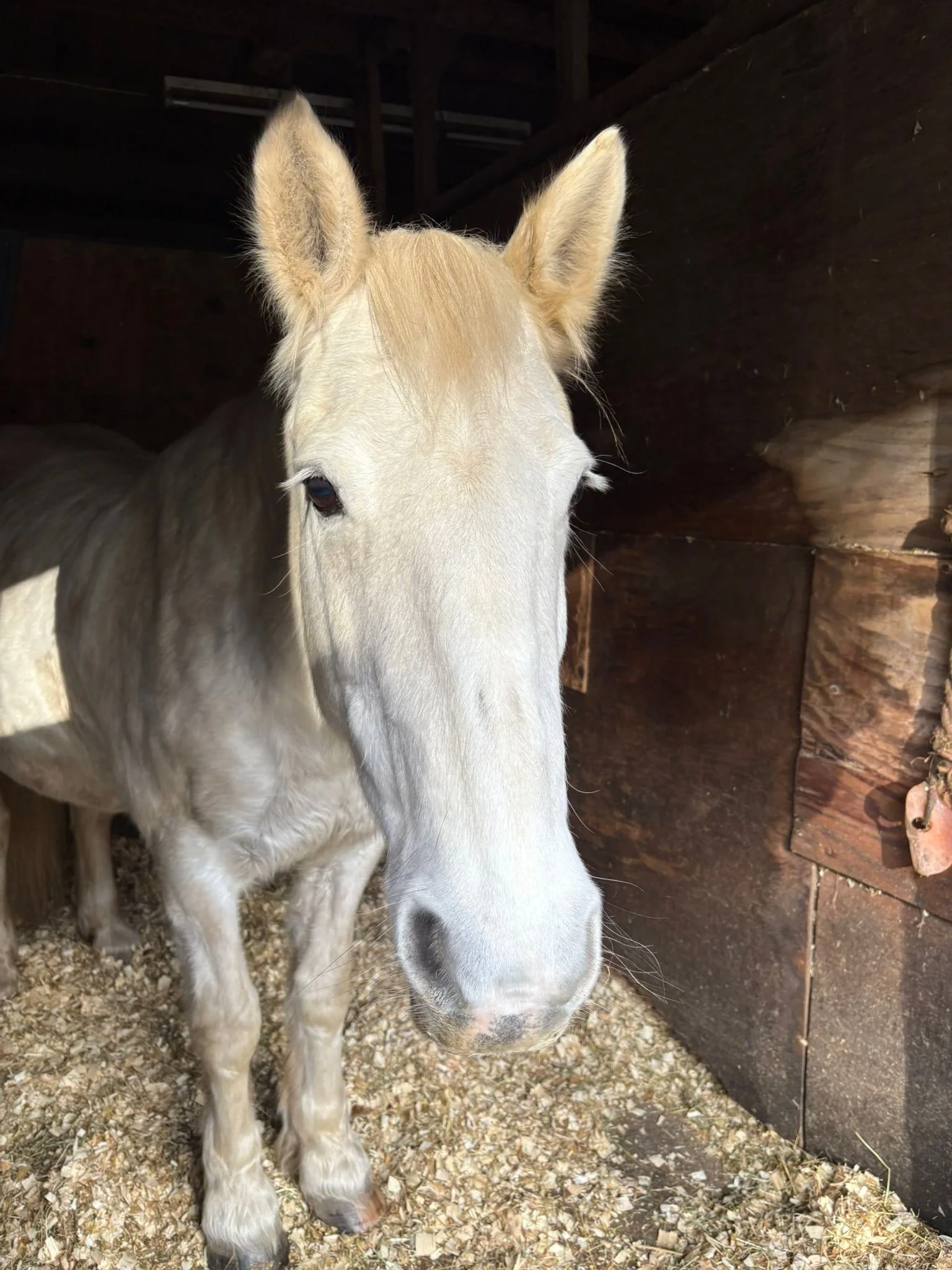 Clover loves an ear scratch...and carrots of course!