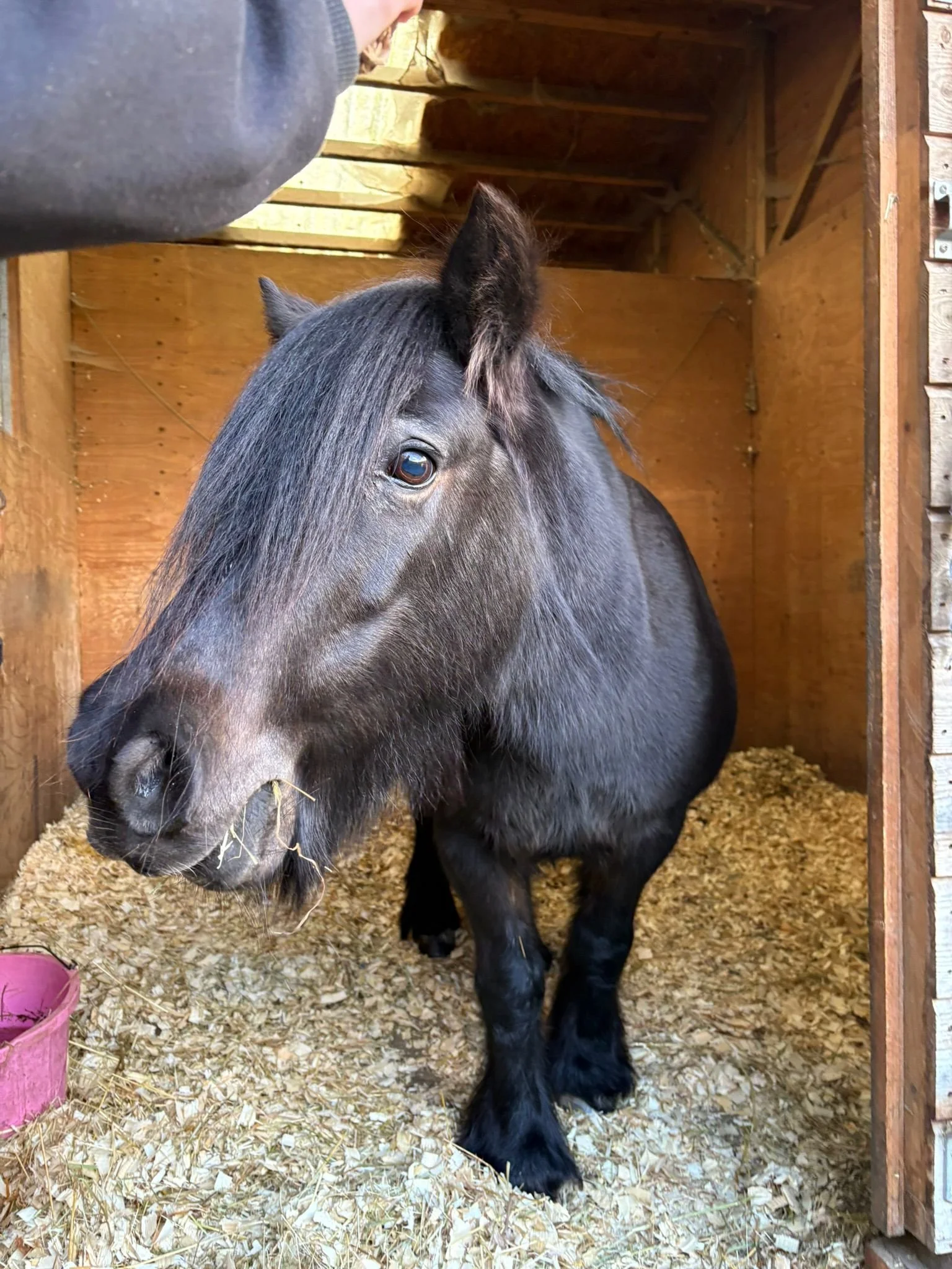 Bumble...a favourite with our show jumpers!