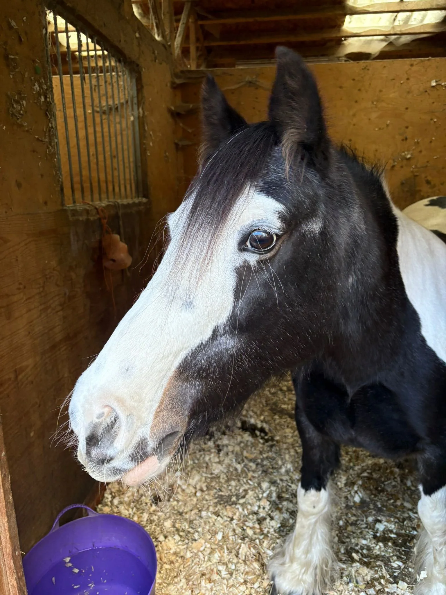 This is Prince...and he really is! What a sweetheart! 