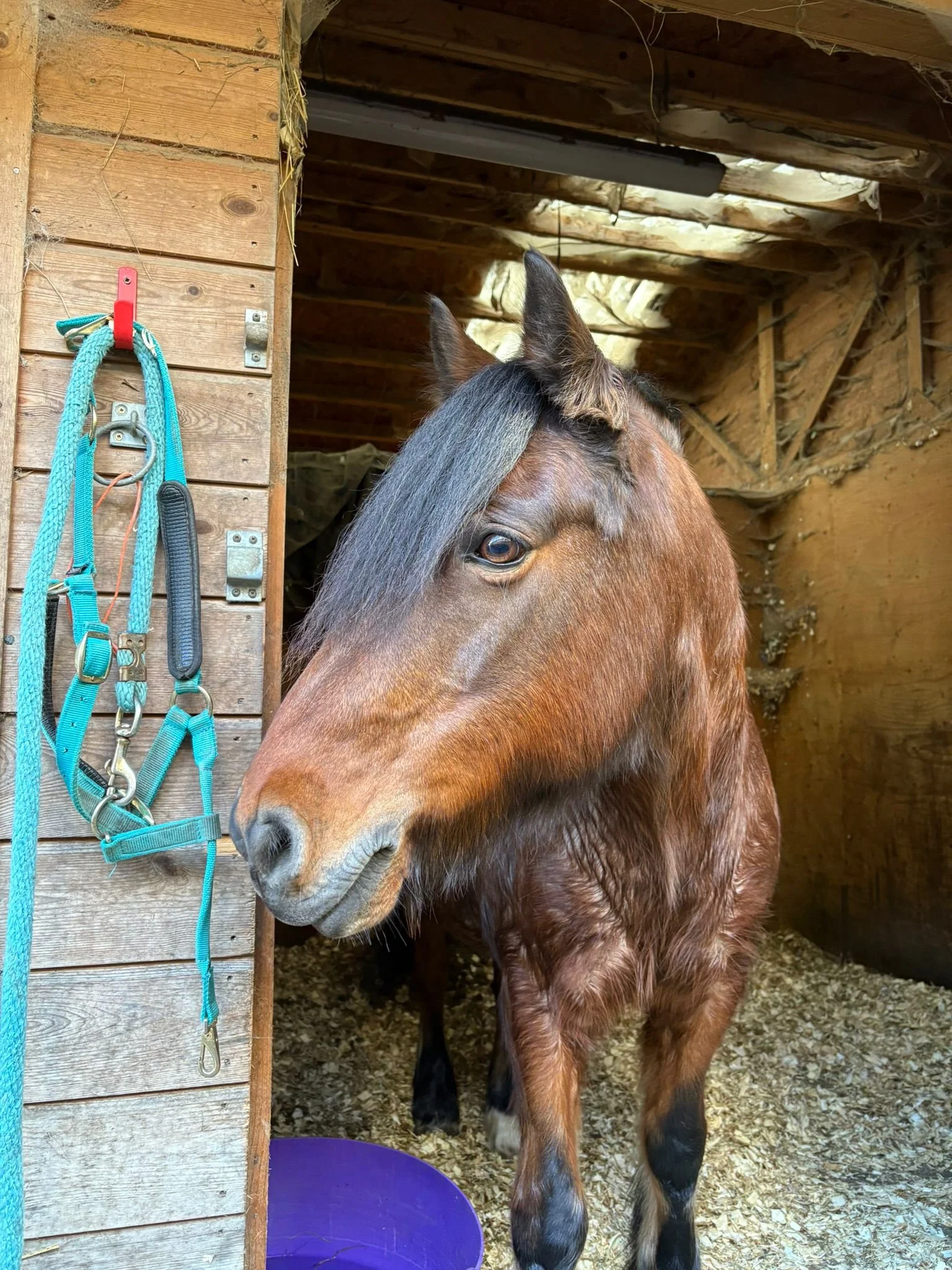 Brownie is gorgeous...everyone loves him! And he adores a cuddle!