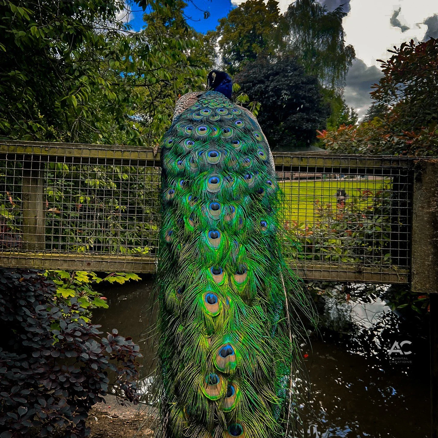 Peacocks are nature&rsquo;s royalty, flaunting their vibrant feathers like a crown. Each feather looks like an eye, watching over the world with a quiet confidence. There&rsquo;s something magical about their grace and beauty that reminds us to stand