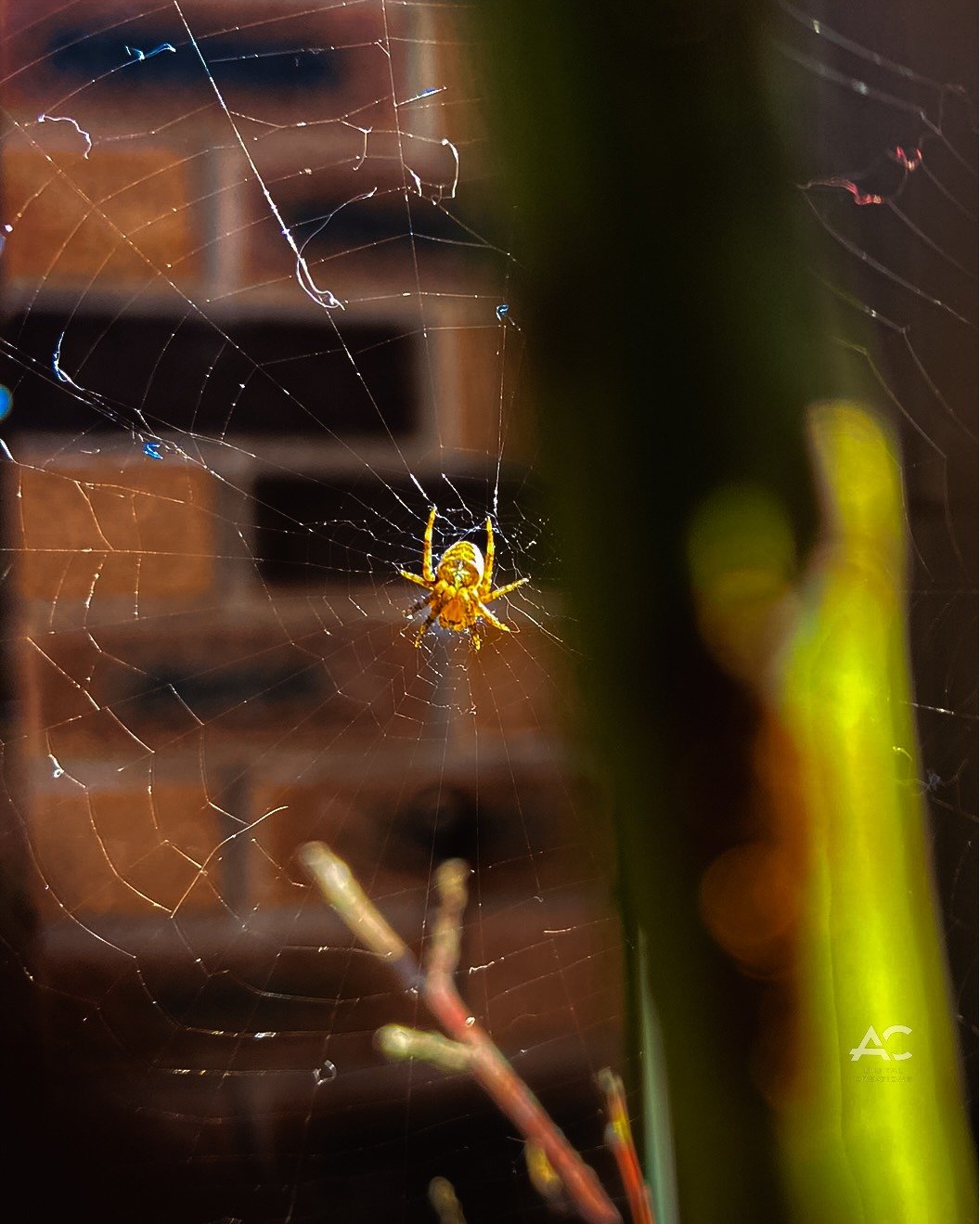 Ever feel tangled in life's webs? 🕸️
We all do at times. But just like these intricate spider webs, our challenges can be beautiful and fascinating if we shift our perspective. Spiders weave their webs with patience and precision, turning something 