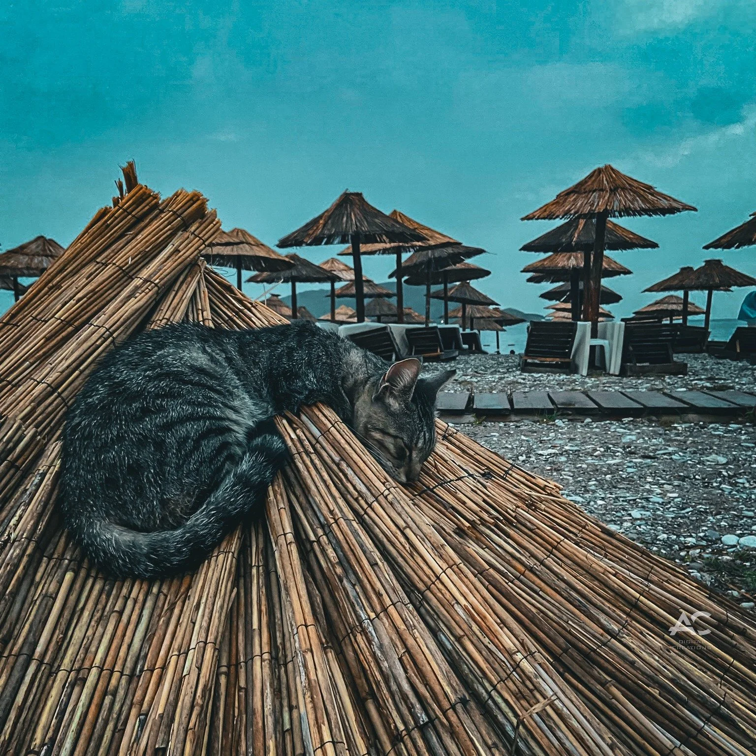 Cat naps are the ultimate mood! 💤 No matter where they are, cats have this magical ability to find the comfiest spots to rest. Whether it&rsquo;s a rooftop or a pile of straw, they&rsquo;ll make it work. Life goals: finding peace in the simplest pla