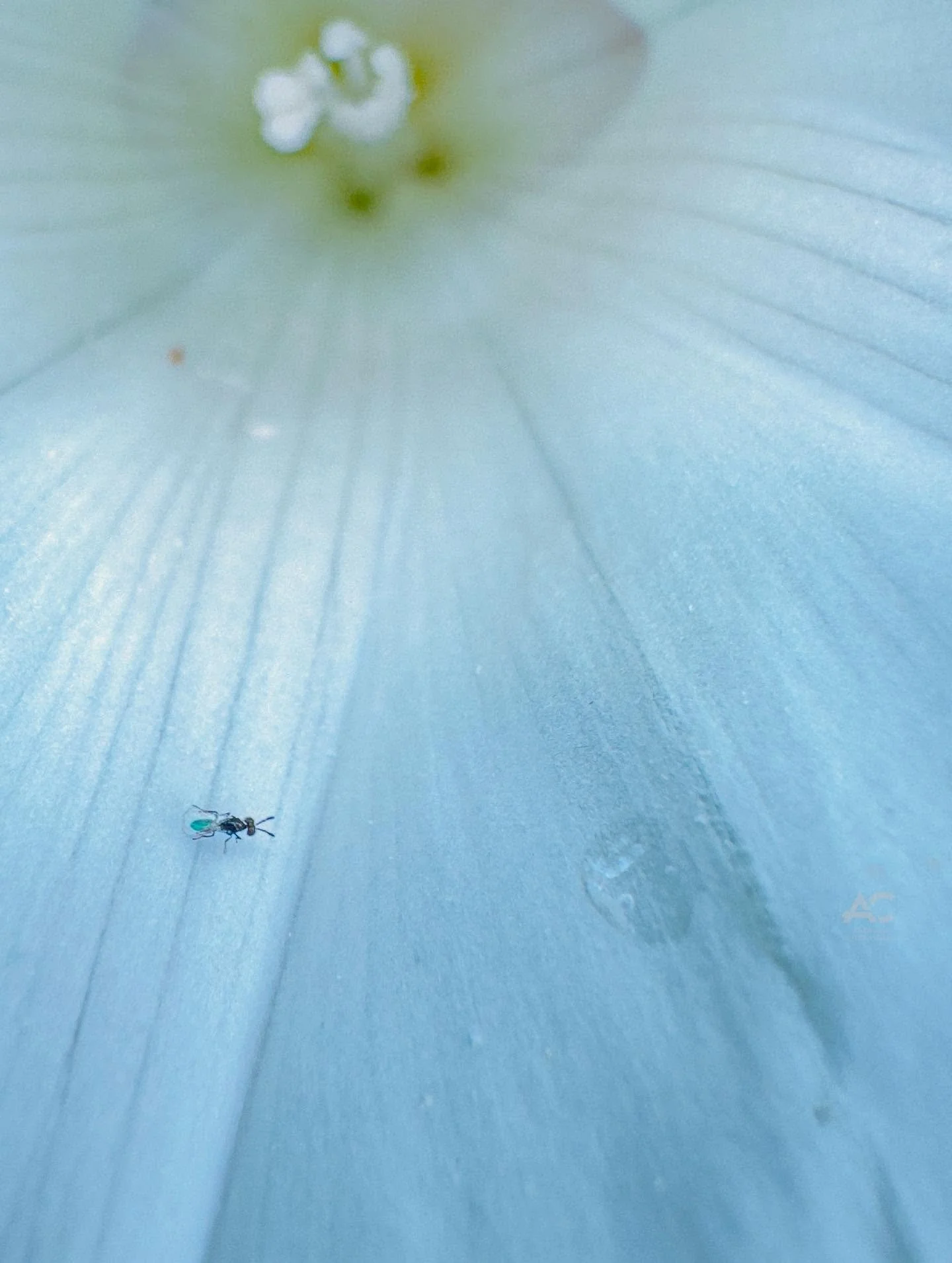 Sometimes we forget that there are whole other worlds within our own.

Macro photography always reminds me of that.
Looking closely into a flower, there&rsquo;s a whole universe happening &mdash; one we often miss.

This little ant, making its way to