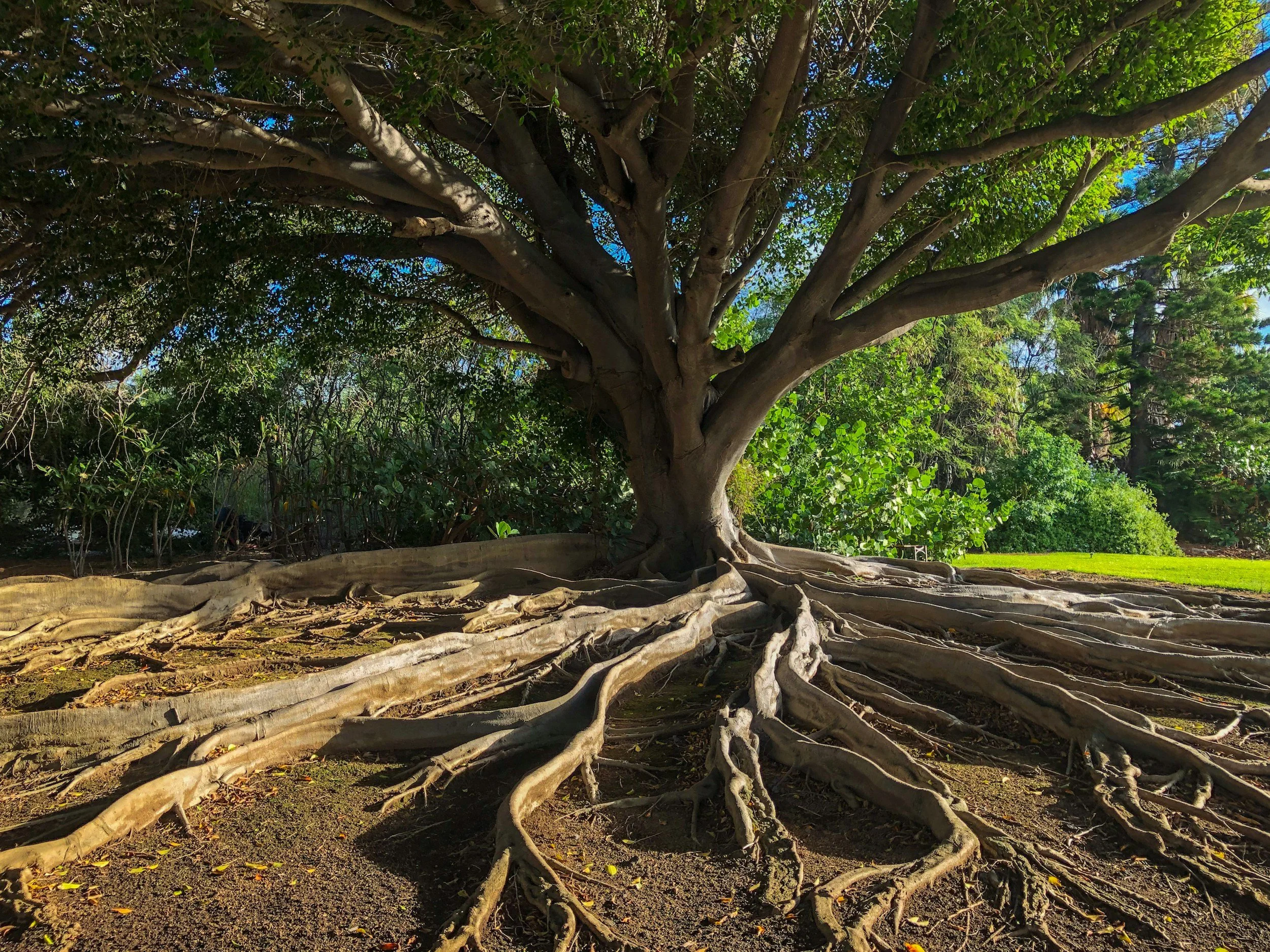 A large tree with wide roots spreading across the ground in a garden or park setting, with green foliage and a lawn in the background.