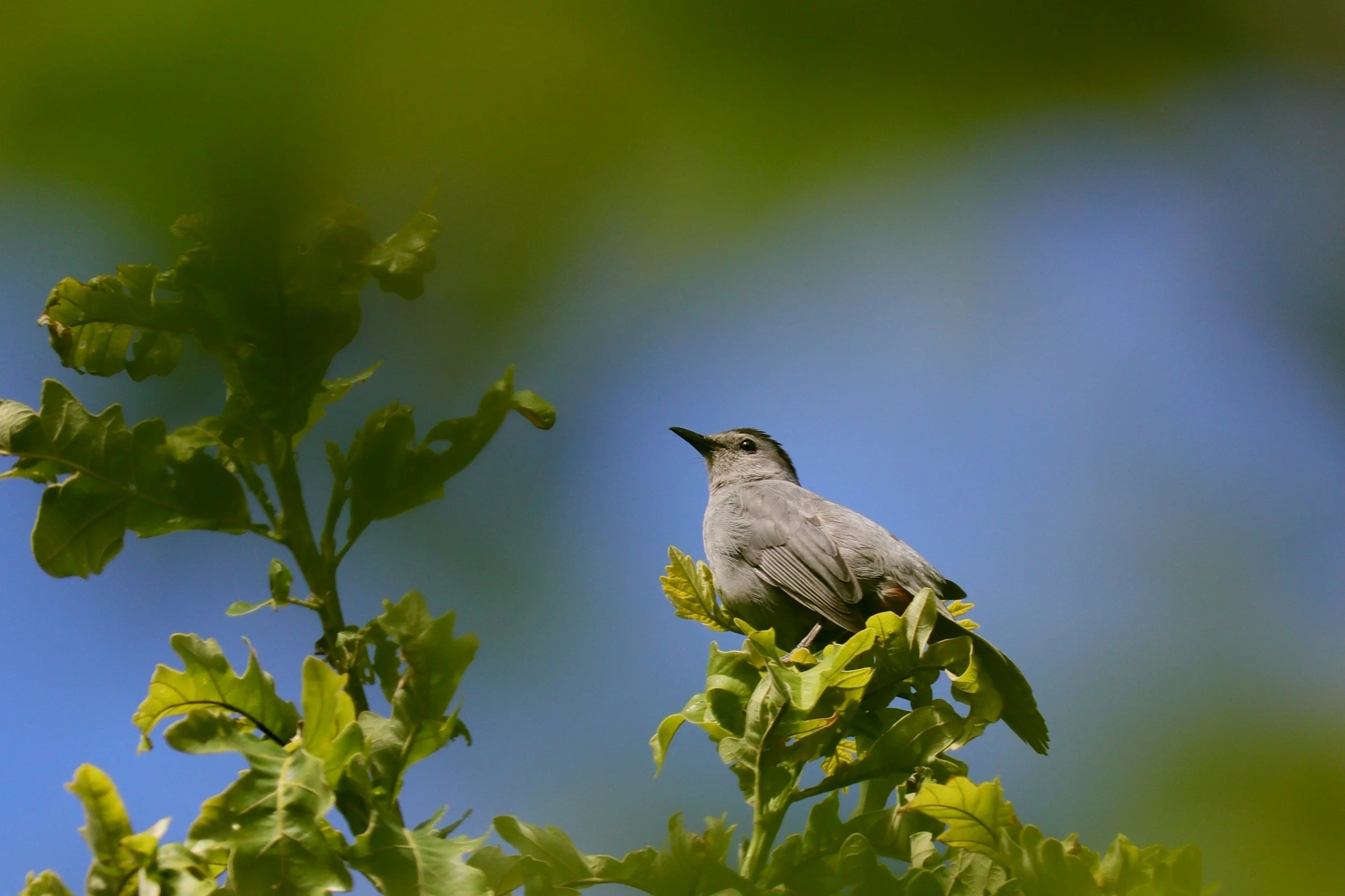 A bird perched on a leafy branch against a blue sky with green blurred foliage in the background.