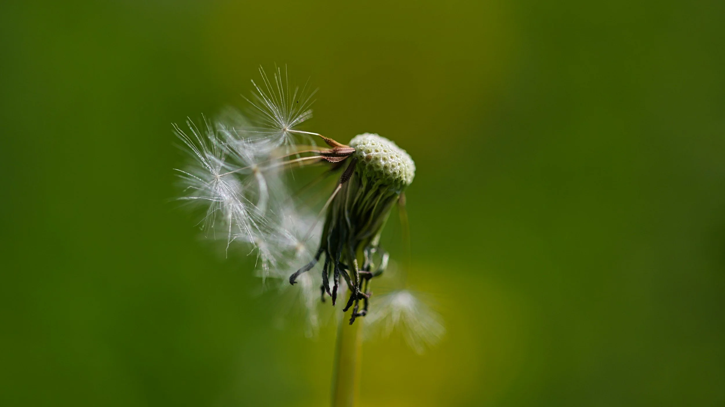 Close-up of a dandelion seed head with some seeds being blown away, set against a green background.