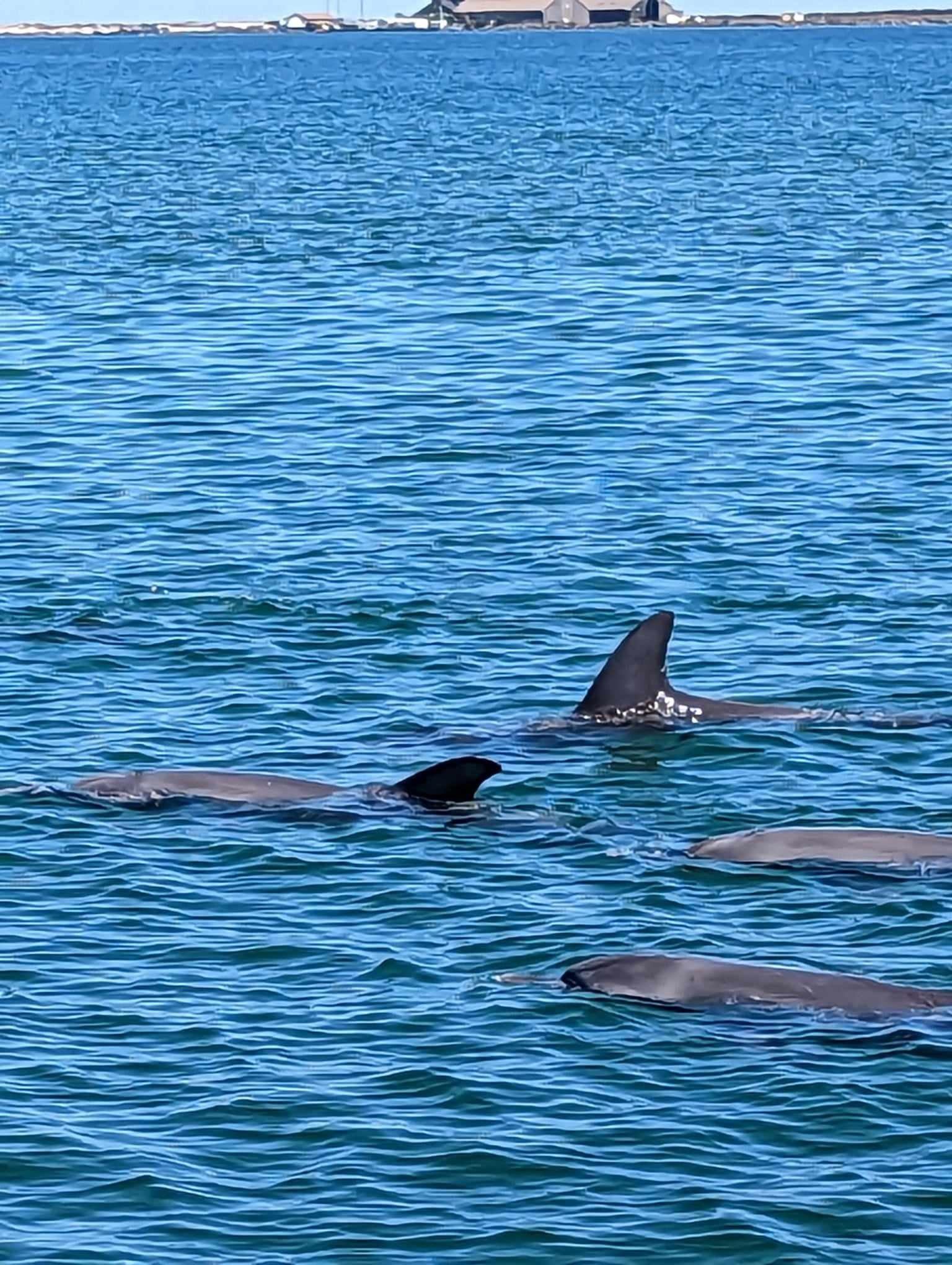 Dolphin Tour - Dolphin Discovery Tour - Western Australia