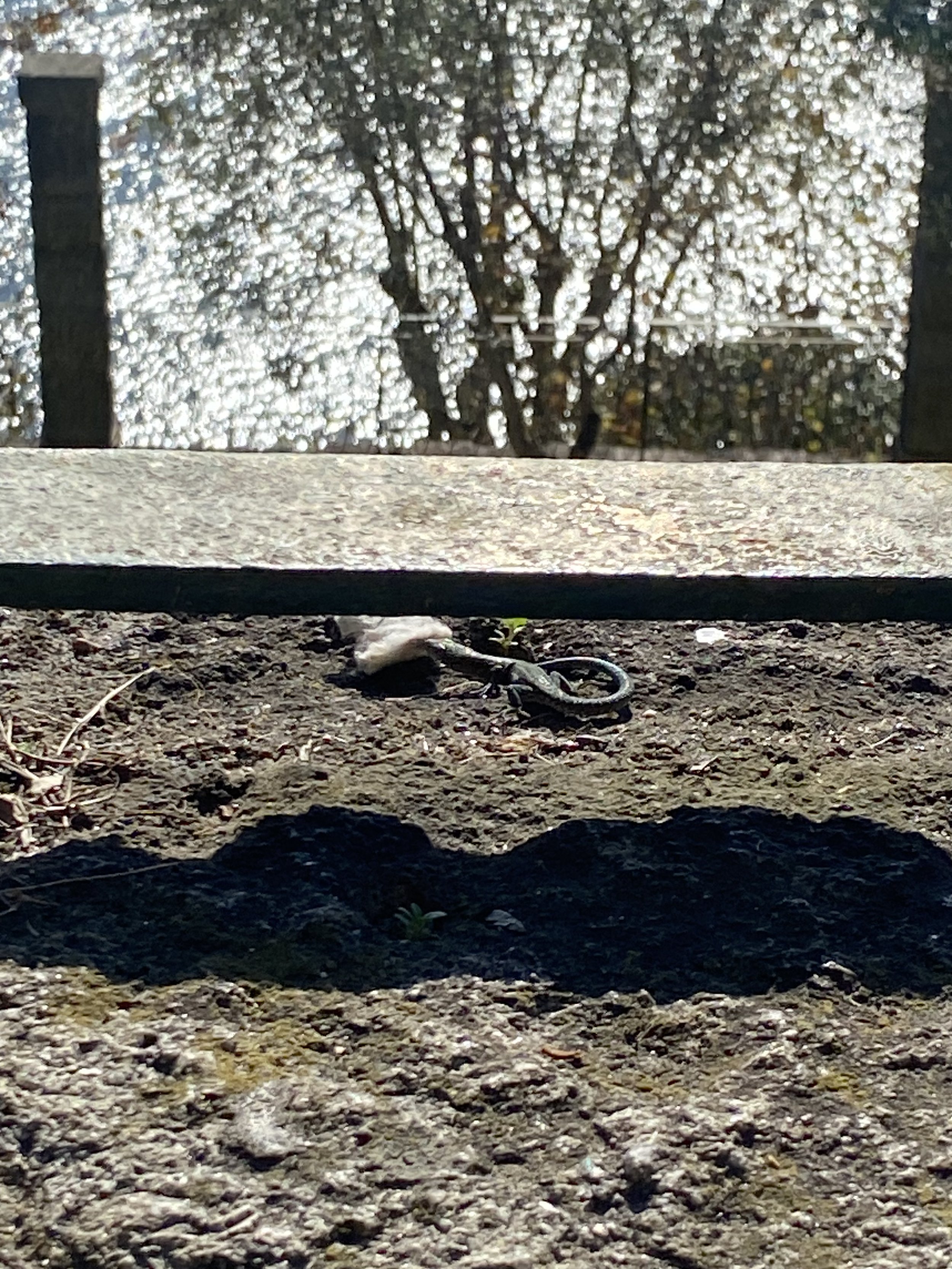 lizard!