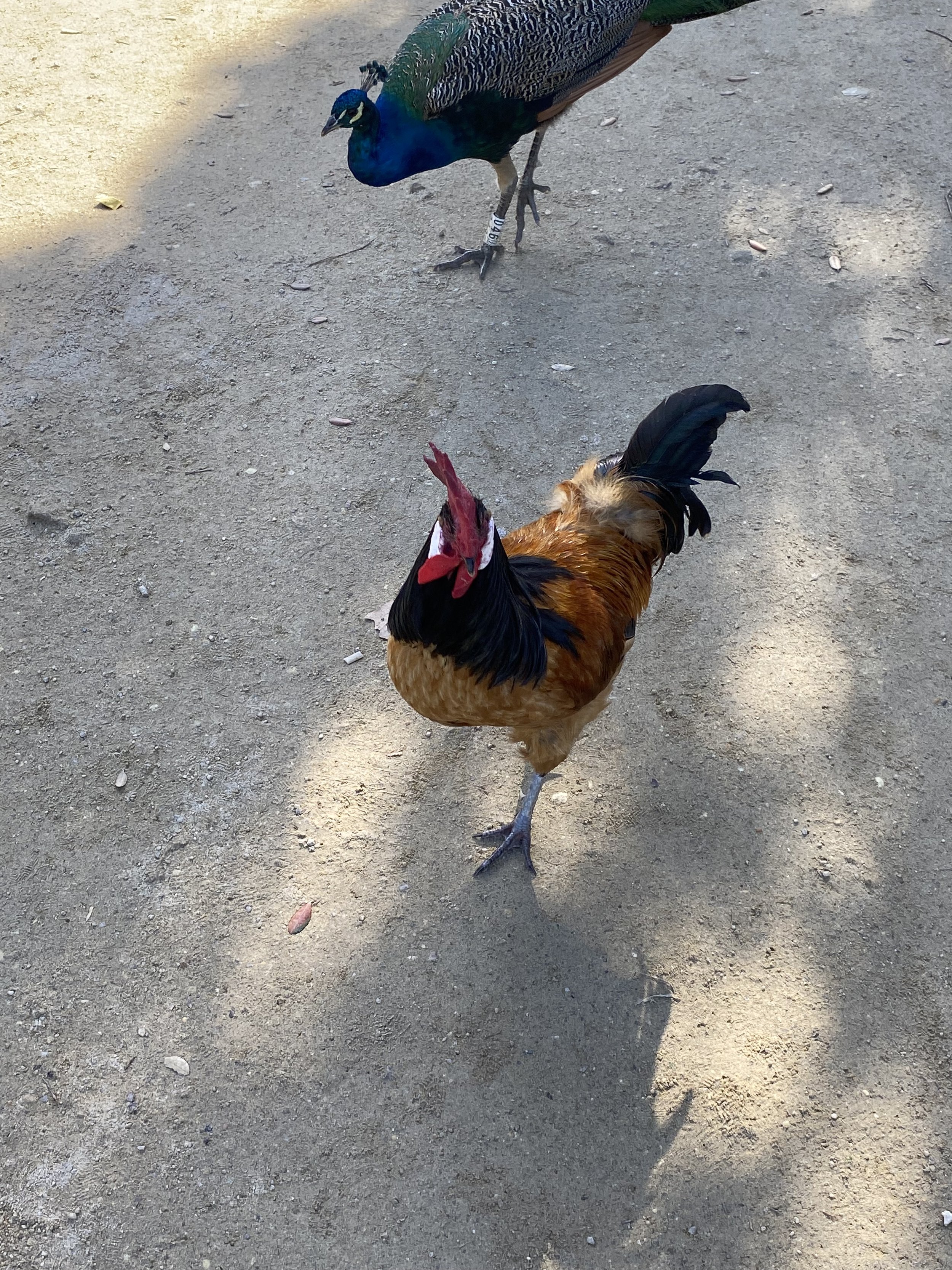 chicken + peacock