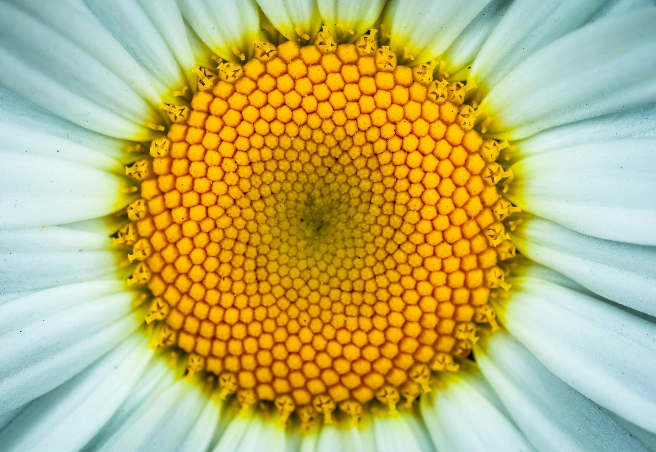 Geometry in Nature, Art and Cosmos: Exploring A Living Language for A Living Universe
