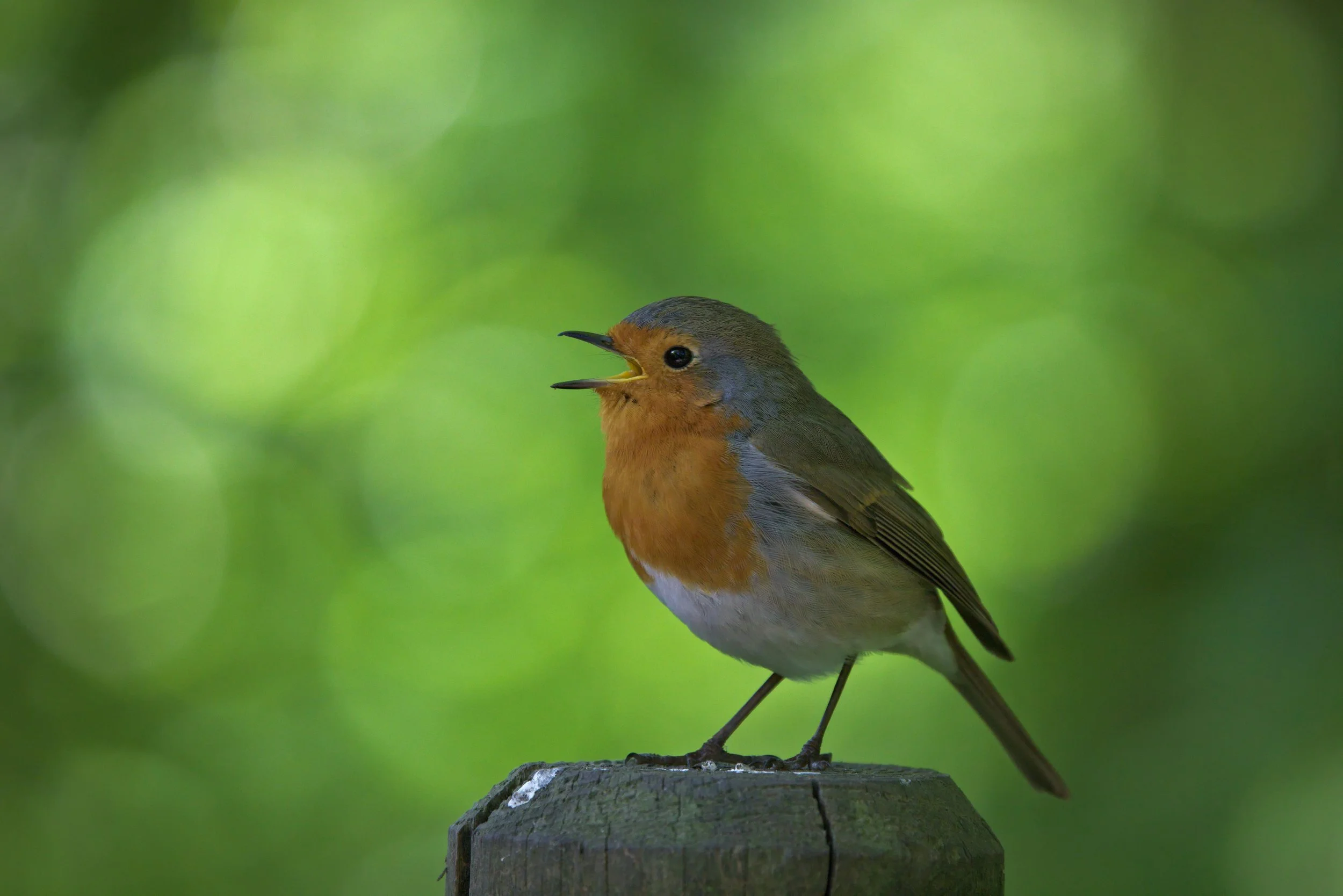 including the Voice of Nature: How to Cocreate with a Living, Intelligent Earth