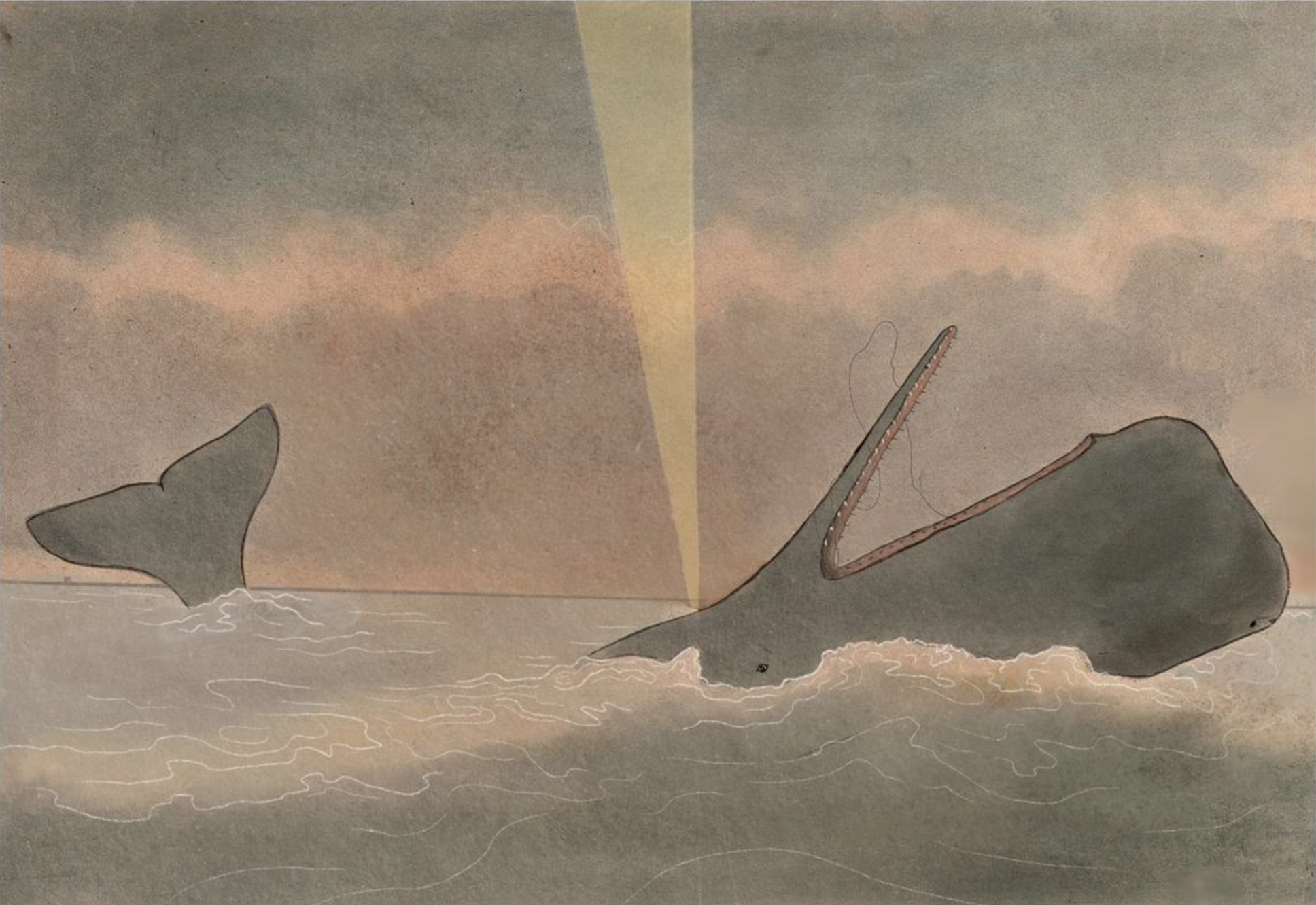 What would whales say if we ask the right questions?