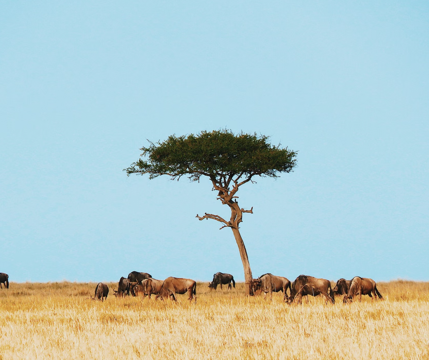 Wild Law: Earth Jurisprudence in Practice