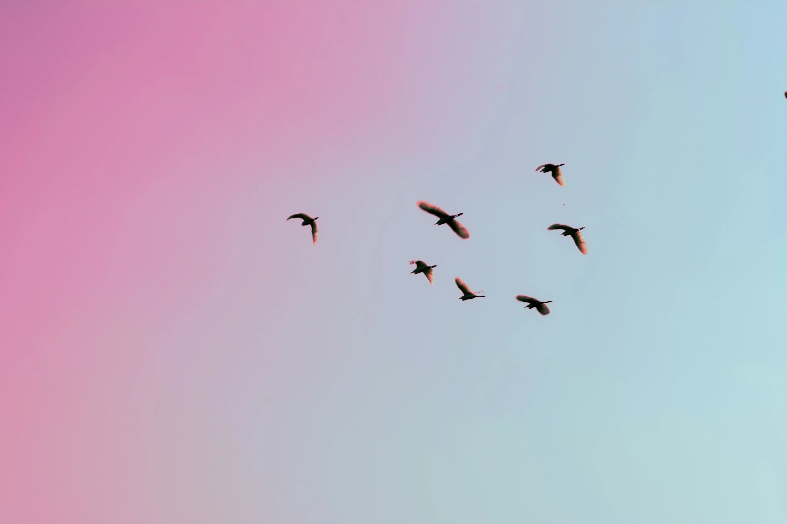 Birds