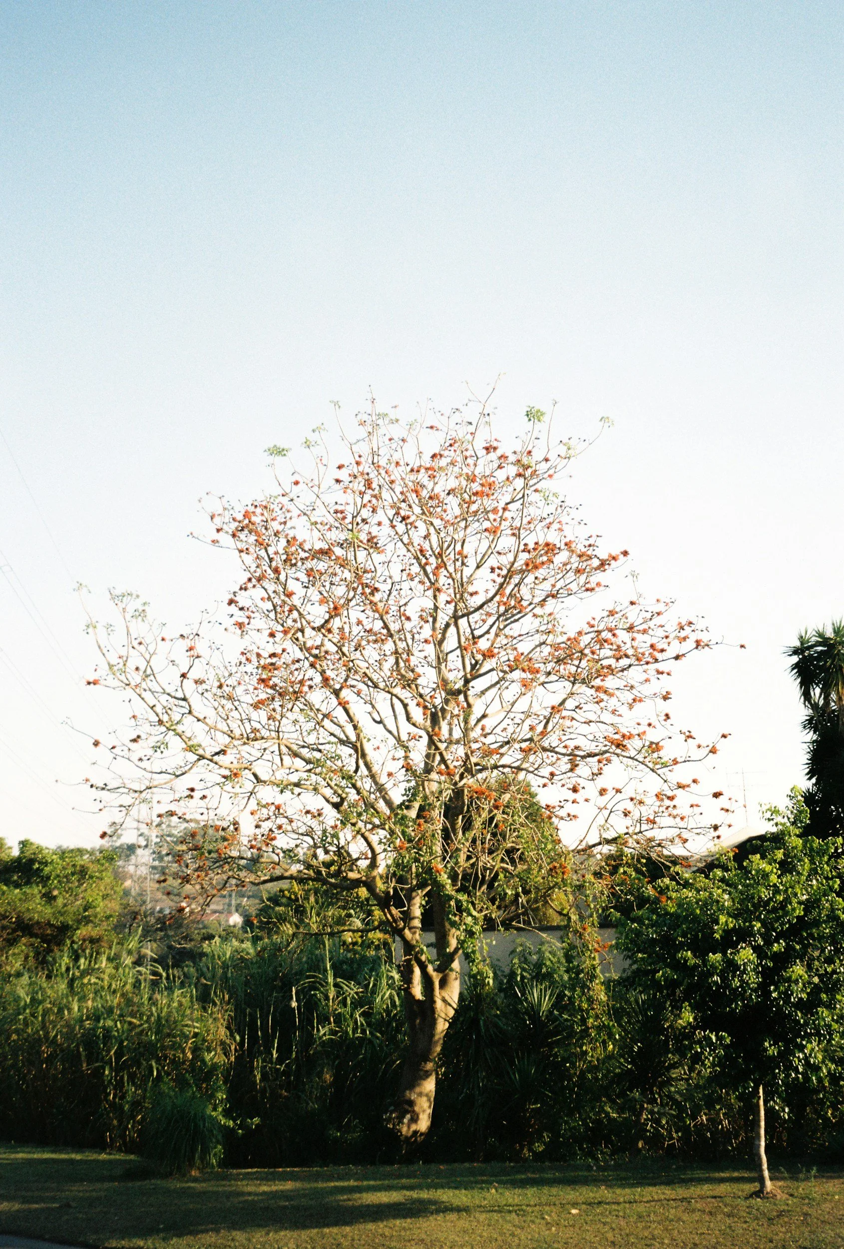 Cottonwood