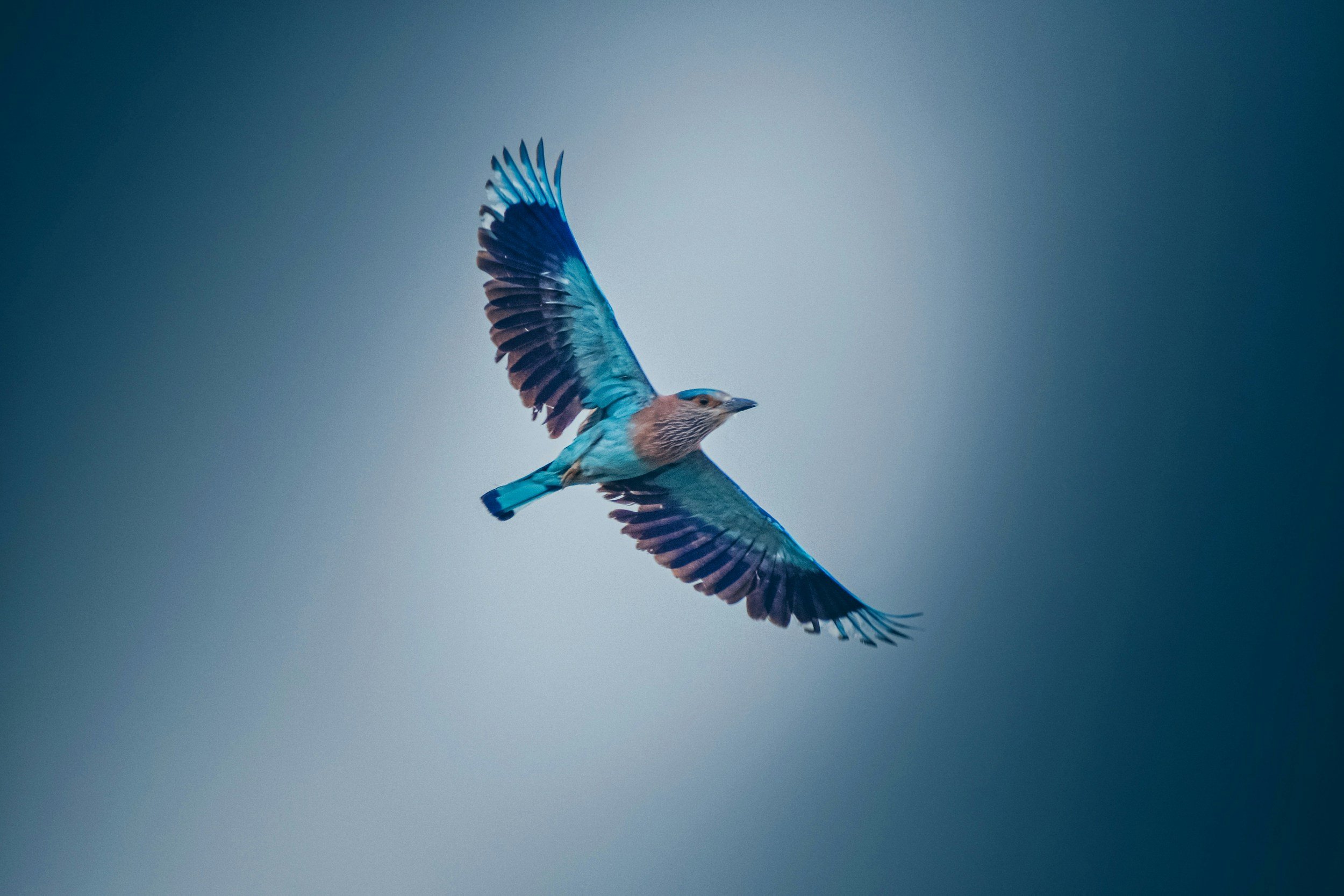 Free As A Bird
