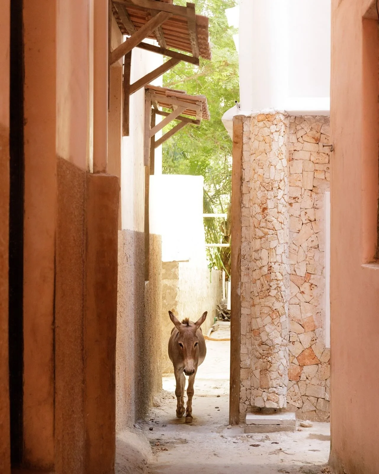 Lamu&rsquo;s Old Town, a UNESCO World Heritage site, is a must-visit during your stay. Wander through centuries of history and take in the unique beauty of this timeless island gem 🌙🫏🌿

#ExploreLamu #swahiliculture #CulturalHeritage #islandlife