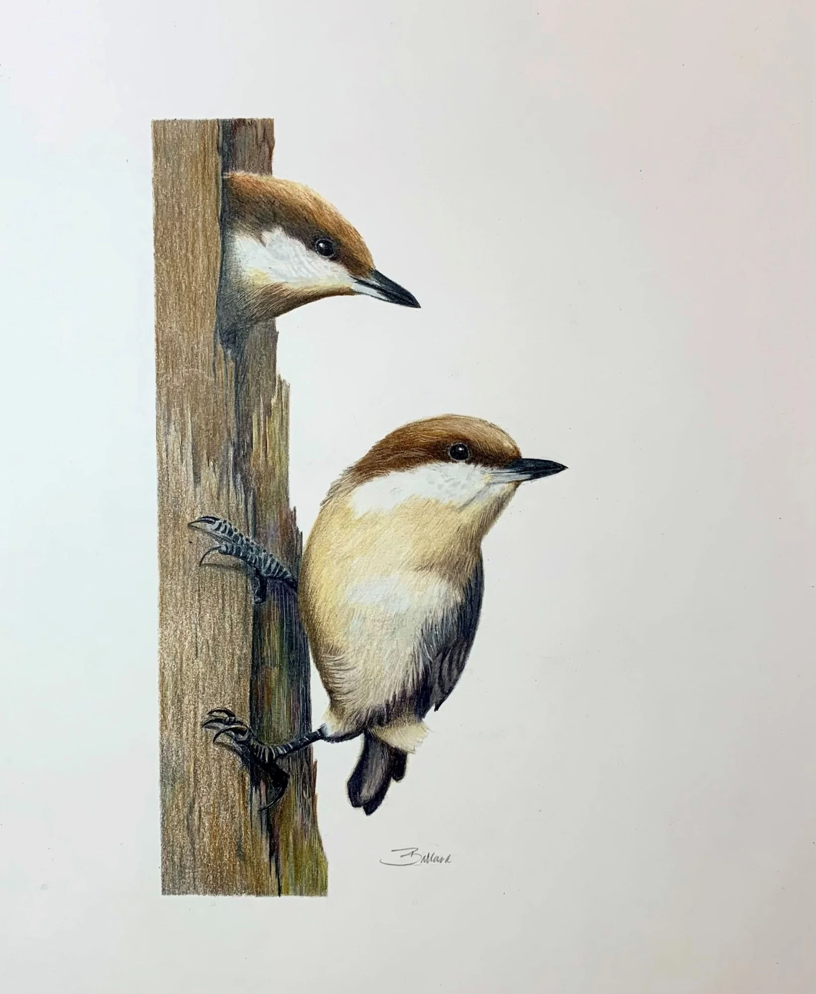 Brown Headed Nuthatches
