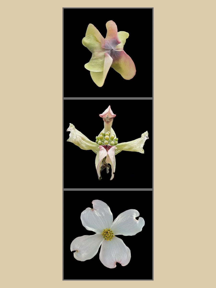 Dogwood Blossom Phases