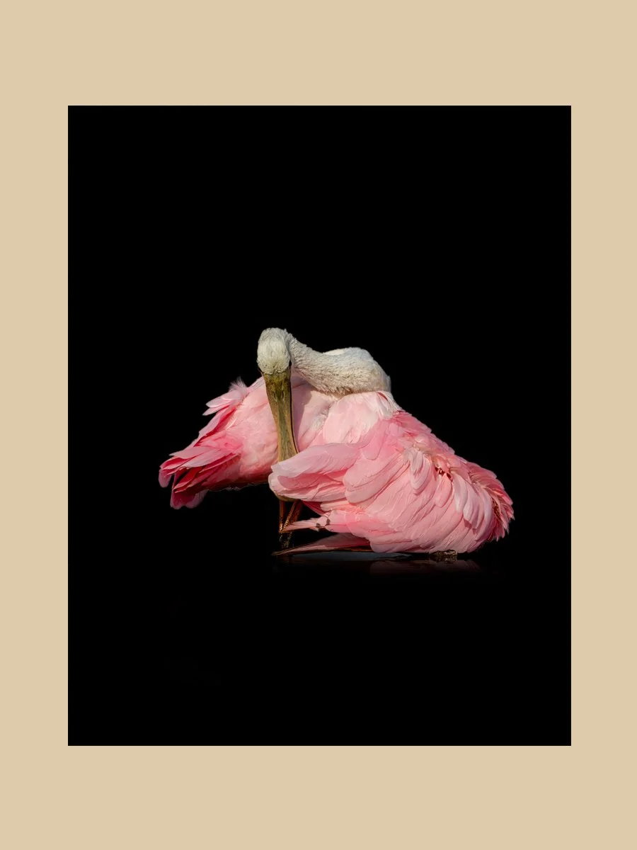 TCArts_Through The Lens_Crebbin_Rosie_2026.jpg