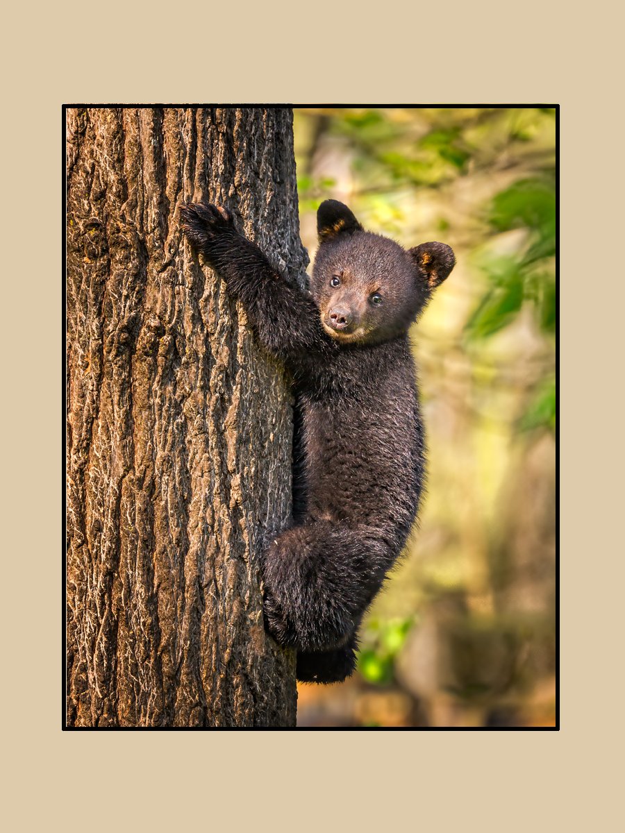 TCArts_Through The Lens_Crebbin_Teddy_2026.jpg