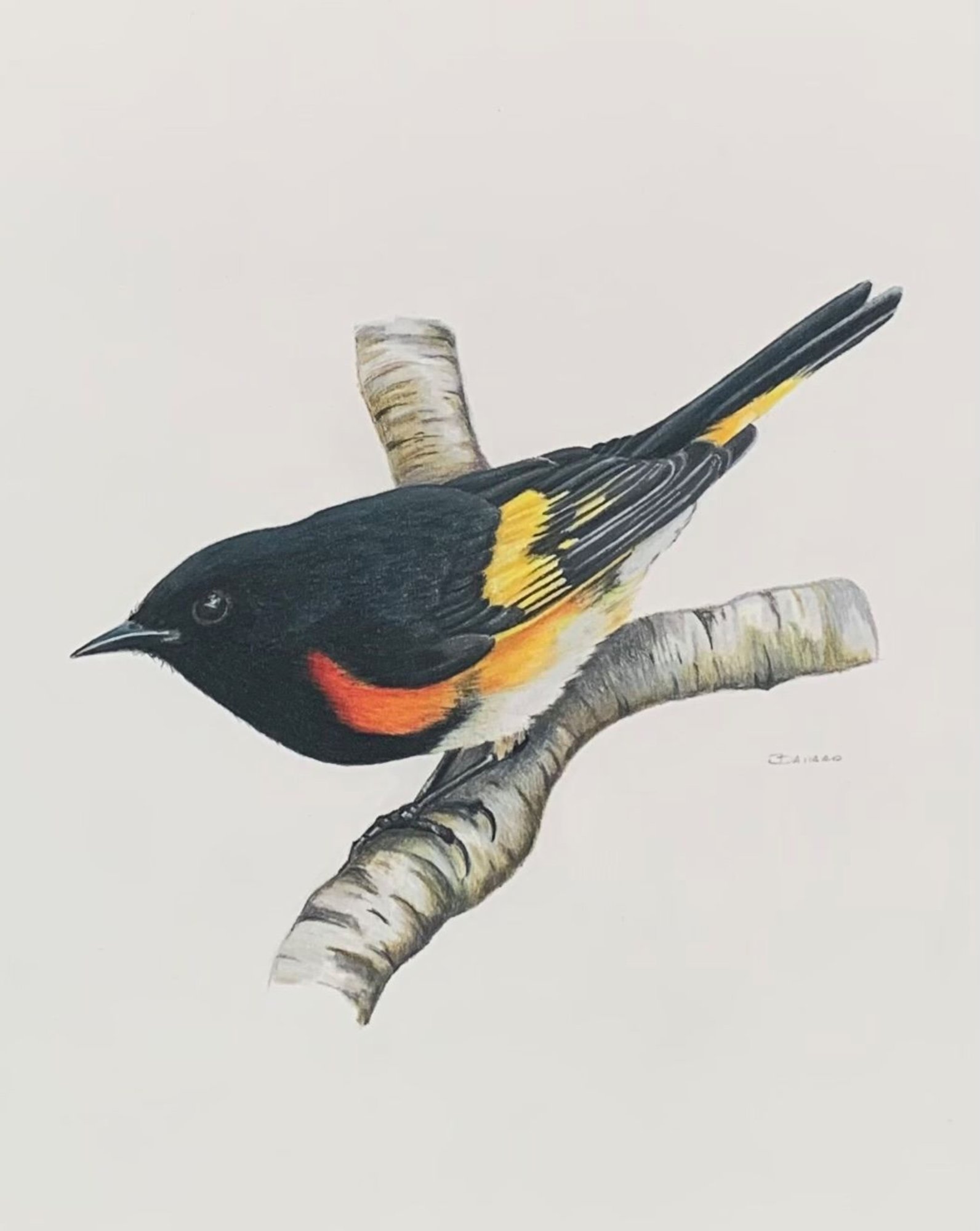 American Redstart
