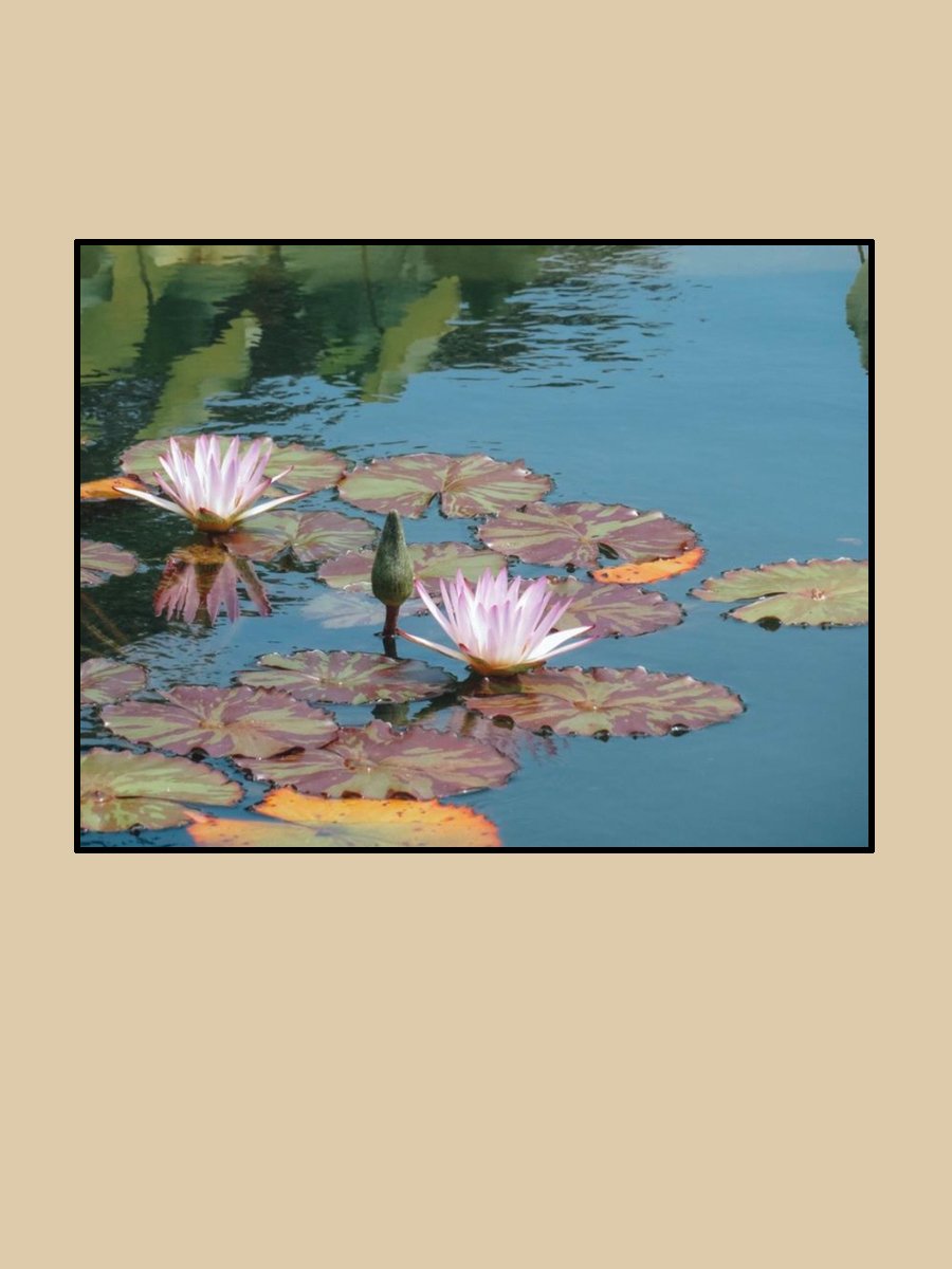 TCArts_Through The Lens_Smith_Water Lilies_2026.jpg