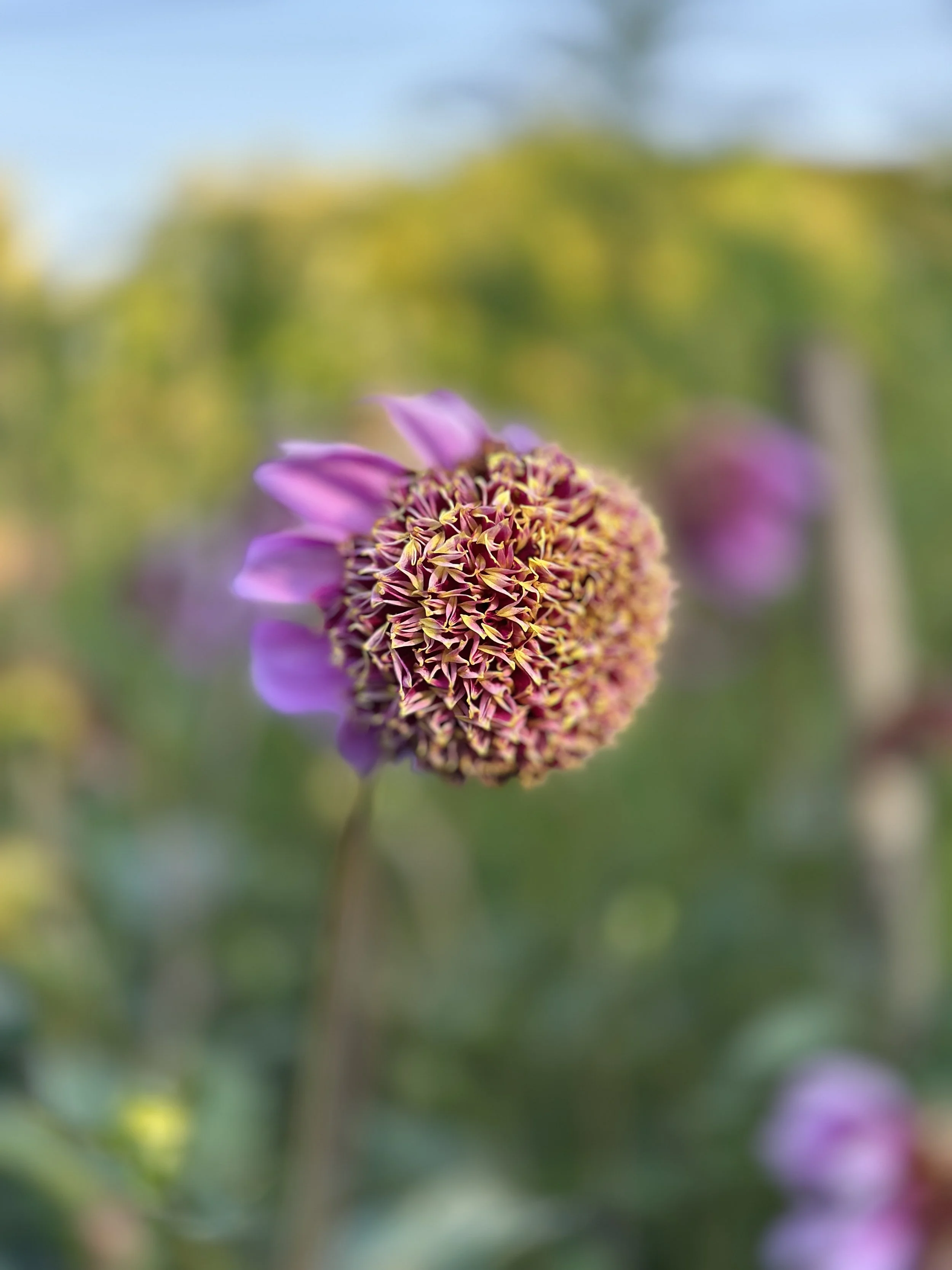 IMG_4293.jpg