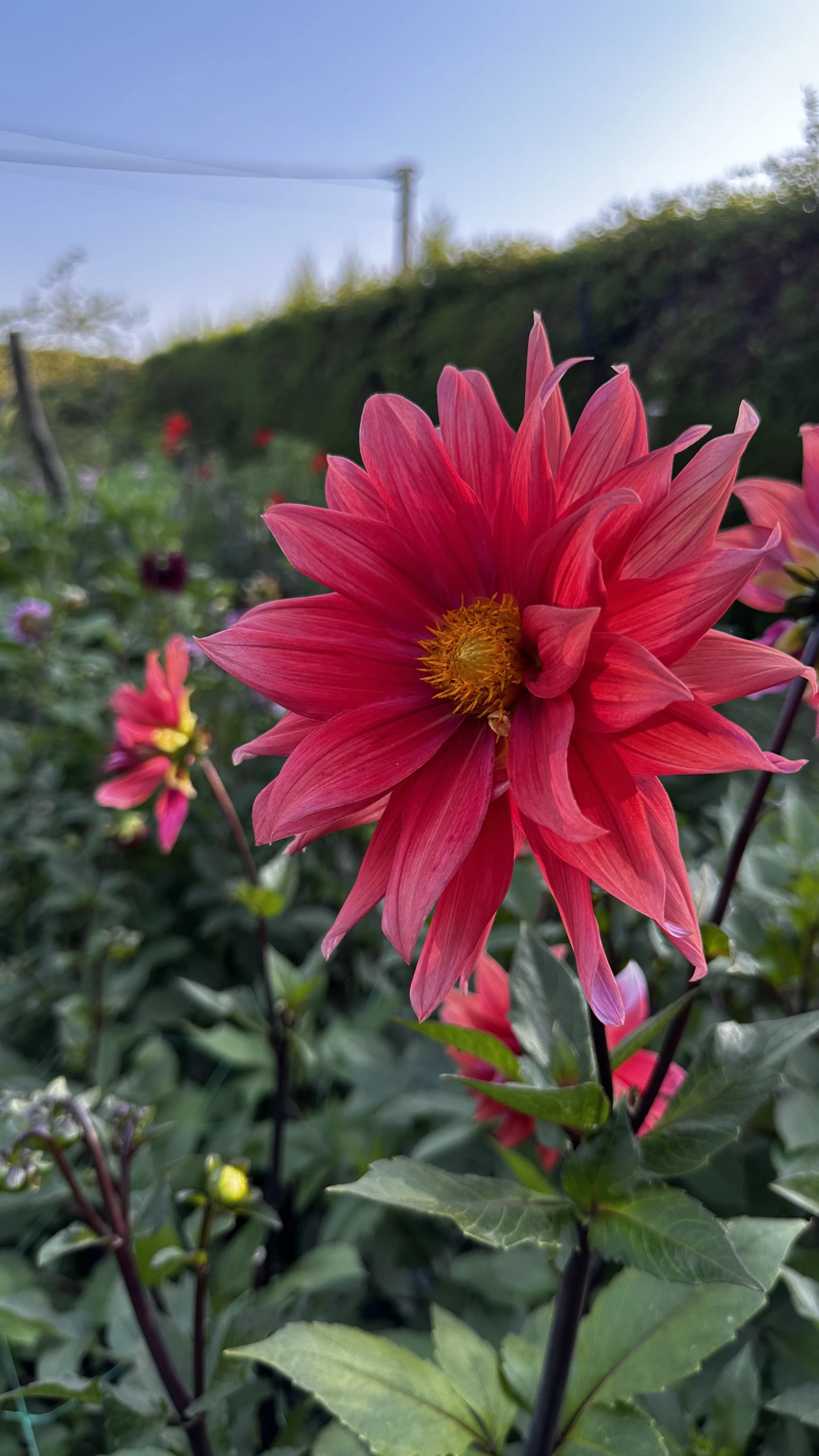 IMG_4289.jpg