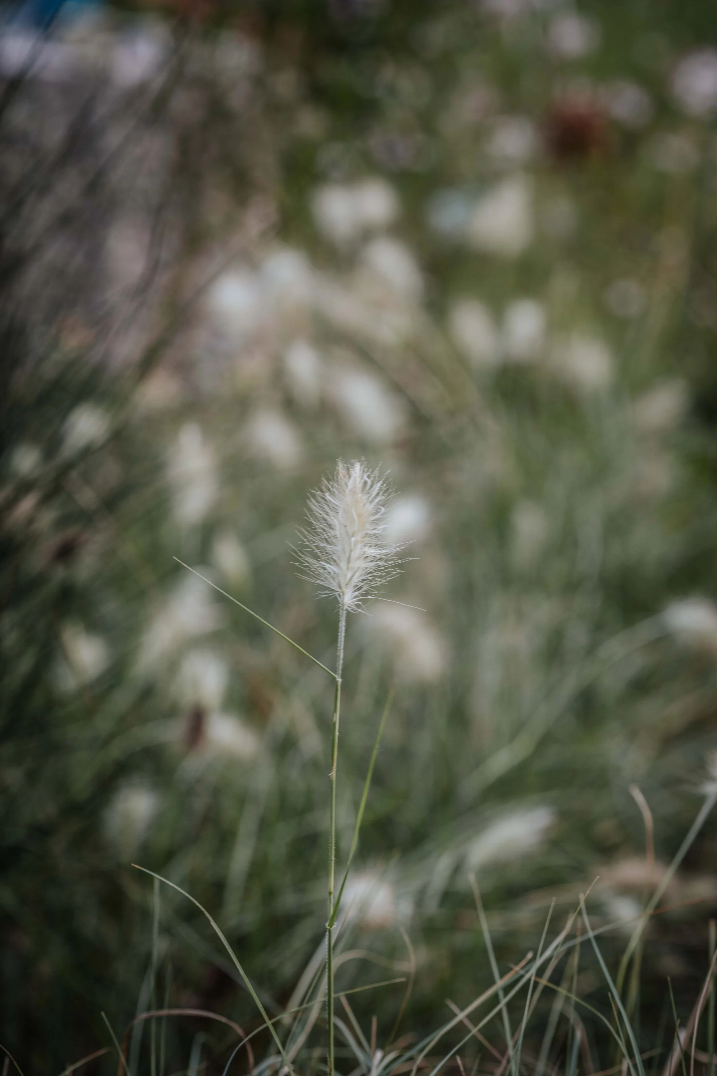 2G4A0900.jpg