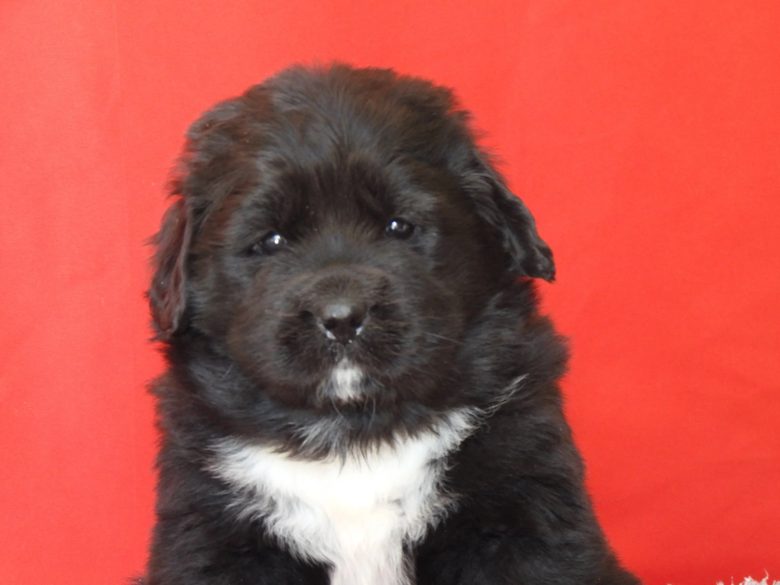 A black and white Newfoundland puppy with floppy ears and dark eyes sitting against a red background.Available puppys near columbus Ohio