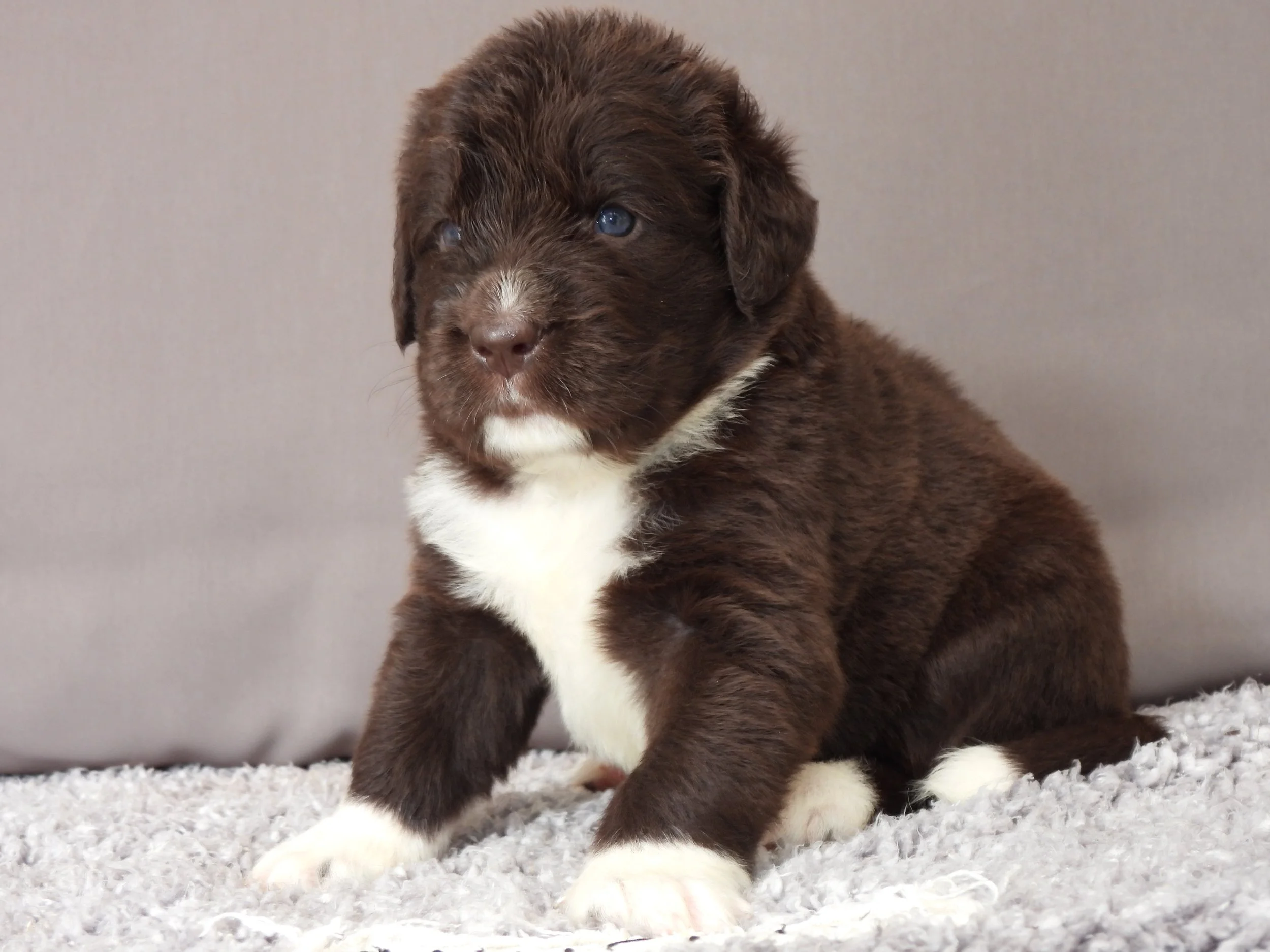 Brown and white pup sitting on a carpet with a gray background.