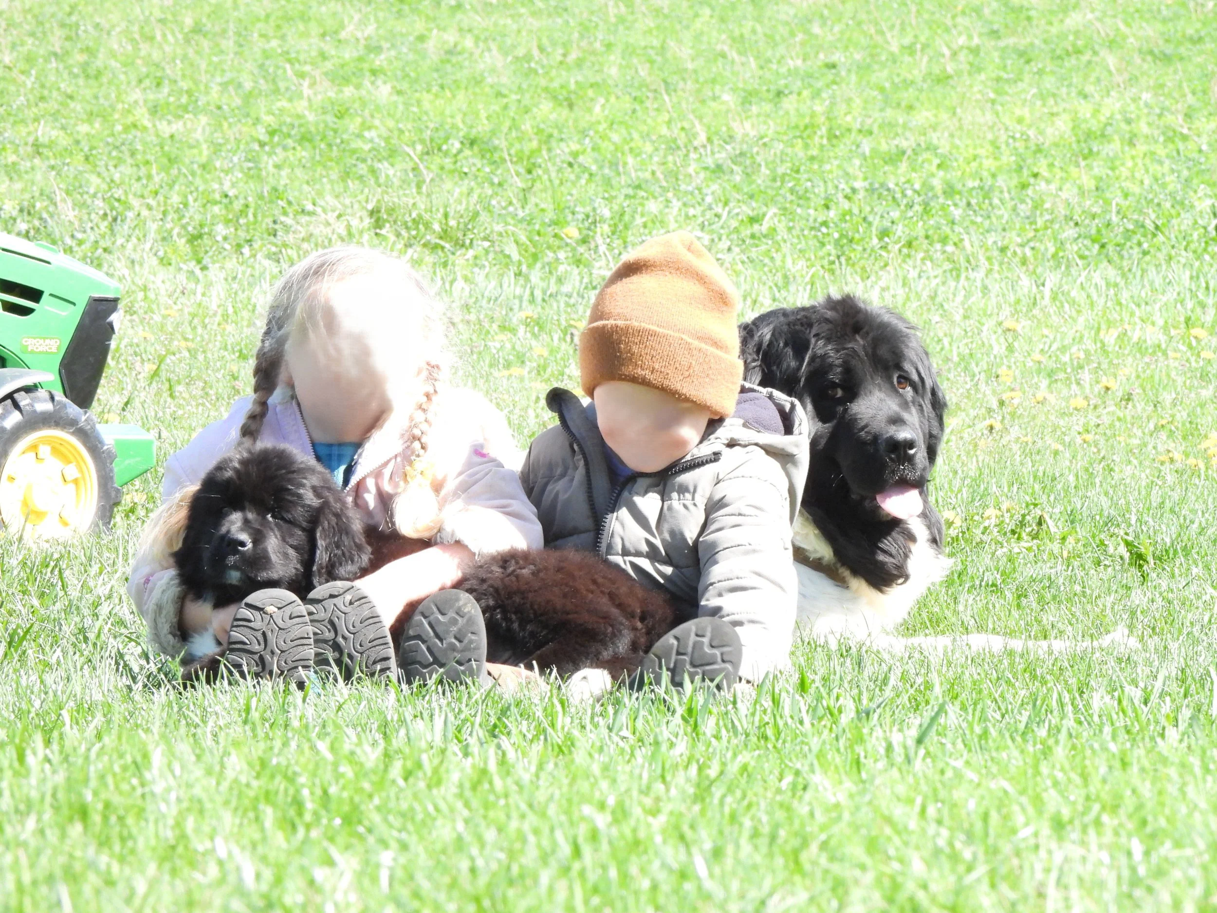 Two young children with a  Newfoundland dog sitting on grass in a park on a sunny day, with a toy tractor nearby.