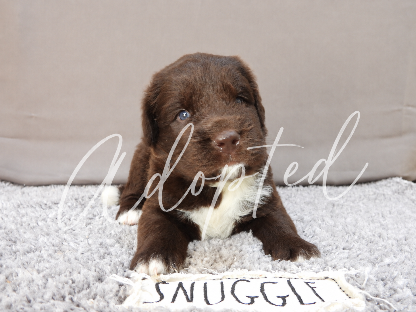 Brown Puppy