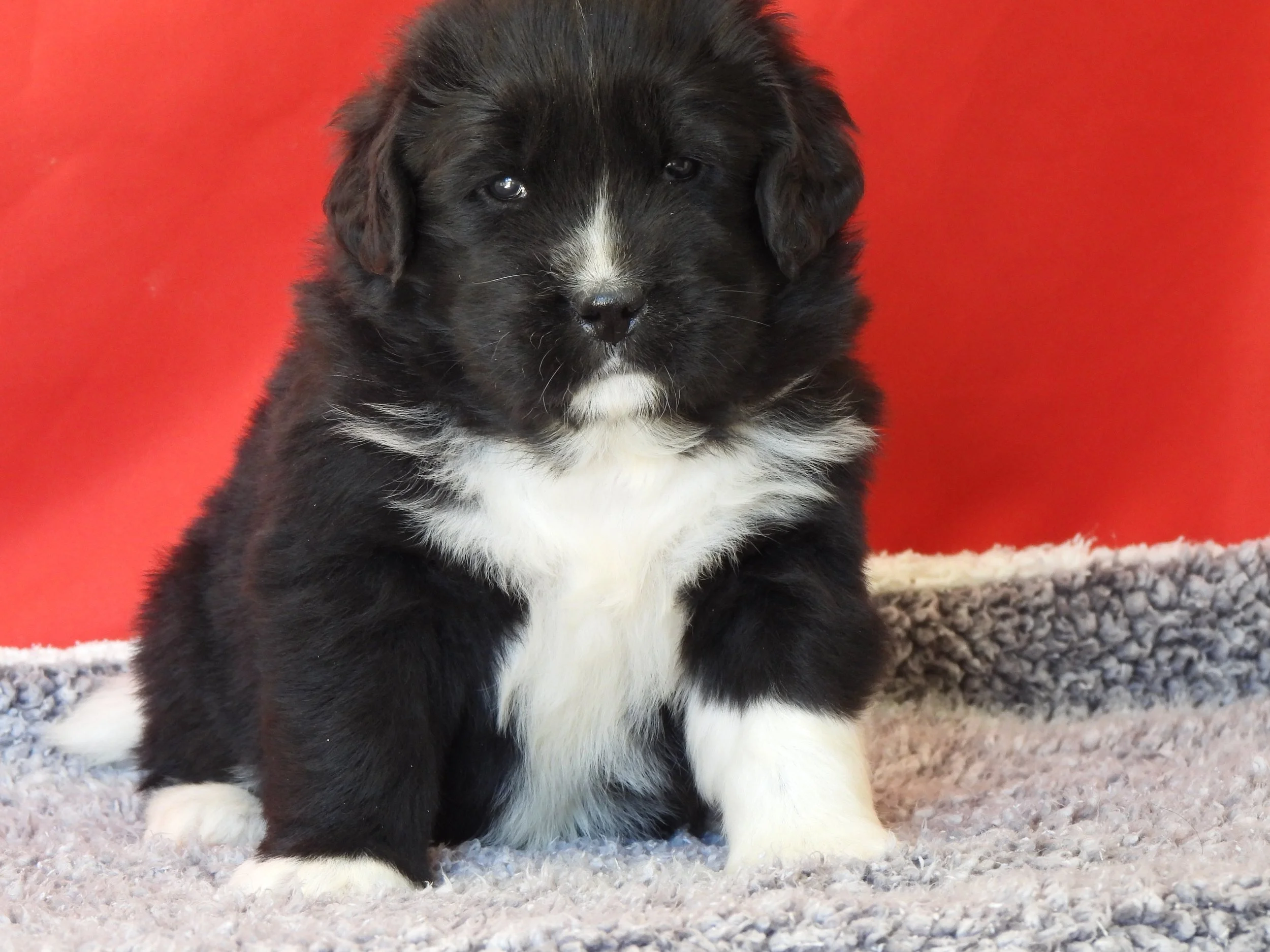 A black and white Newfoundland  puppy sitting on a fluffy grey blanket with a red background.