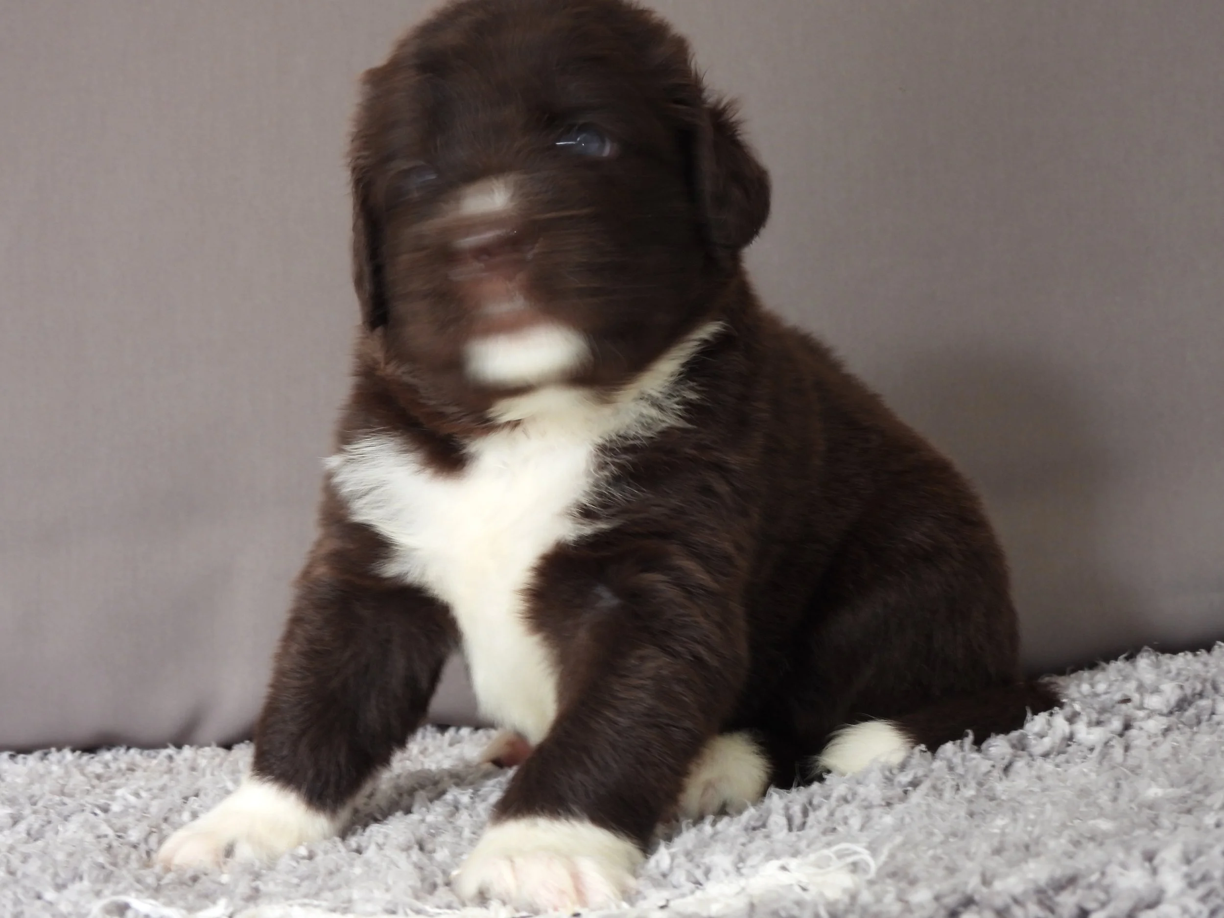 Small brown and white puppy, sitting on the carpet, with a gray background.