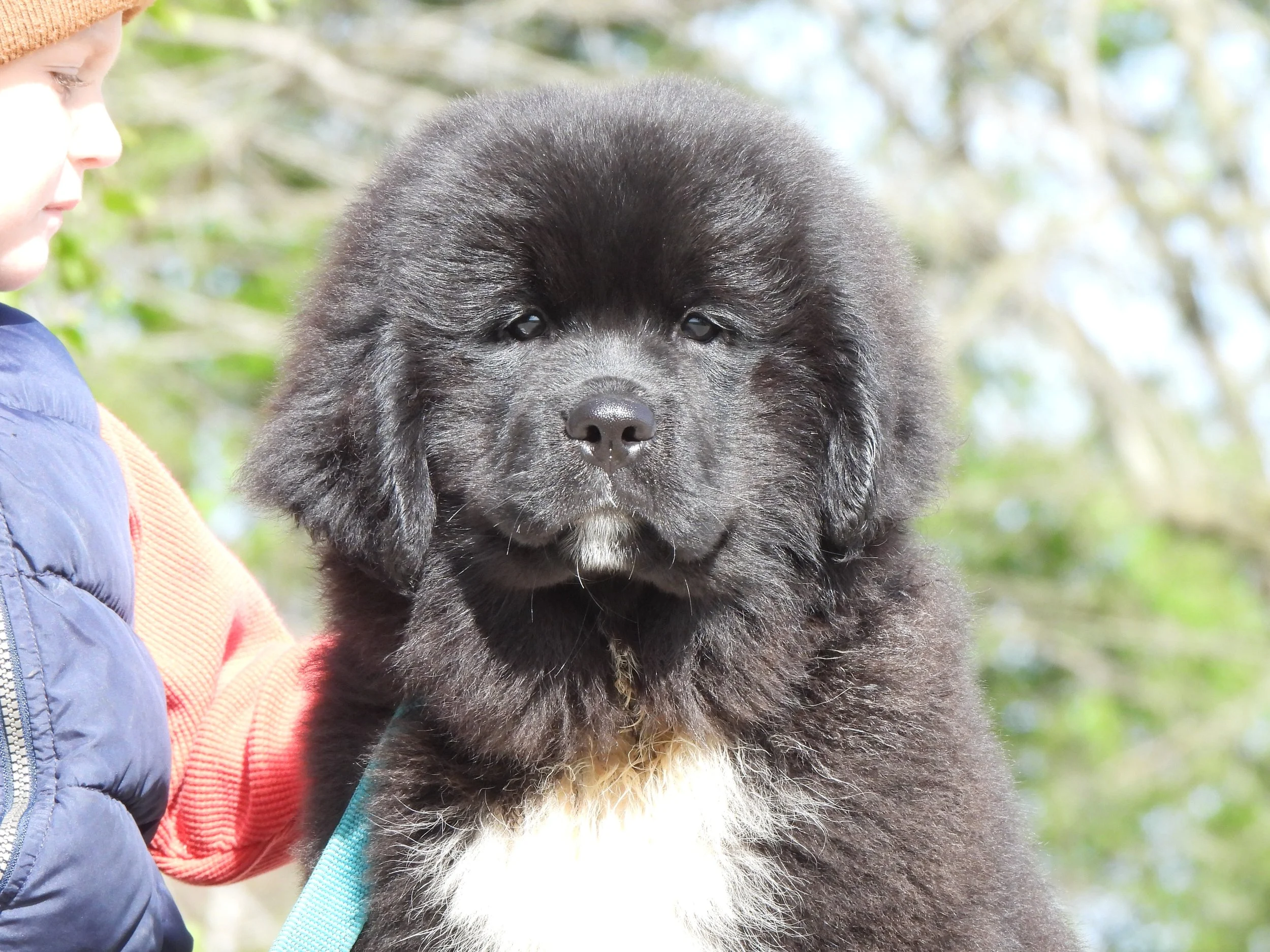 Close-up of a Newfoundland black puppy with brown eyes, being held by a person wearing a blue jacket and an orange shirt, in Dalton Oh near Columbus Ohio.