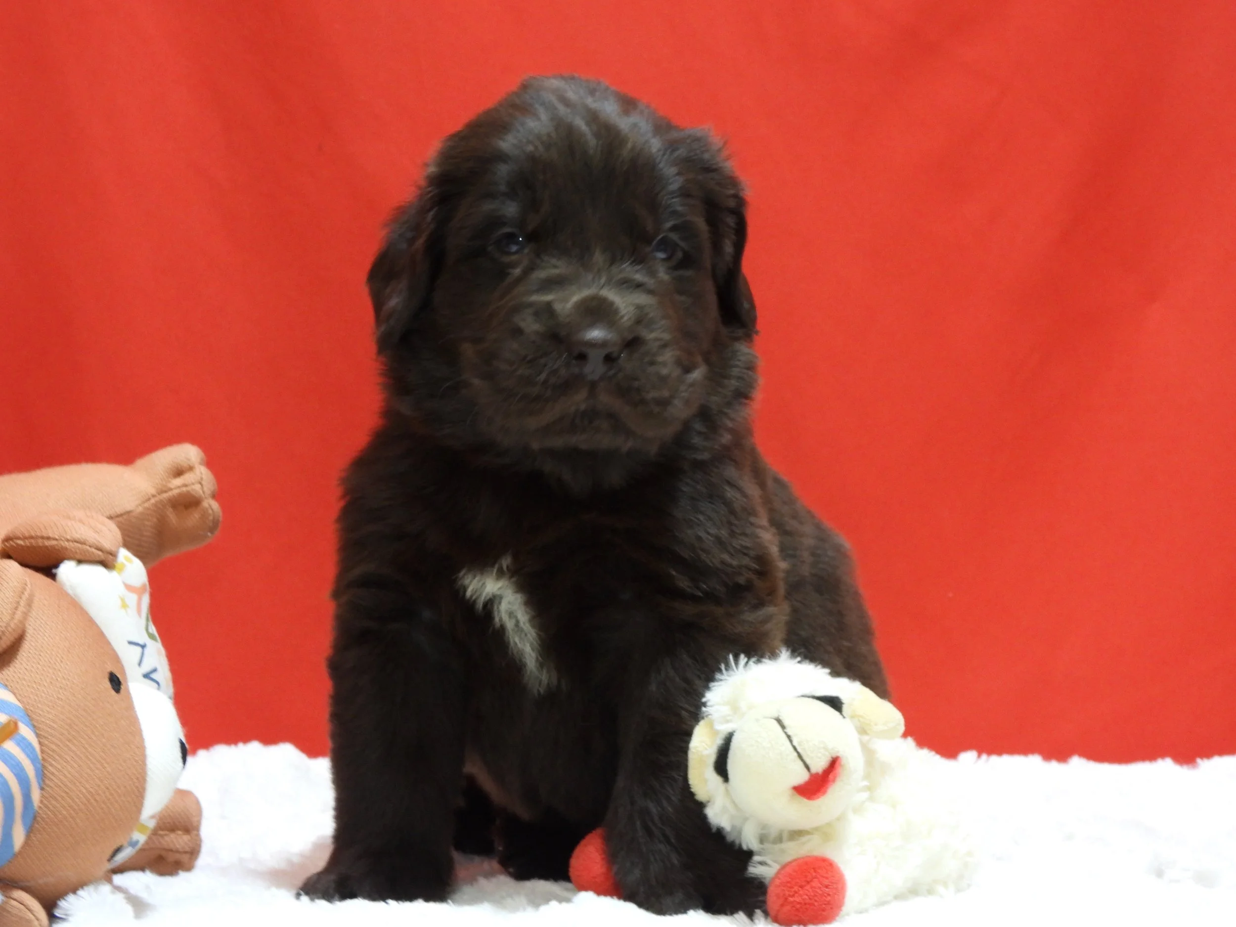 Brown Pupppy