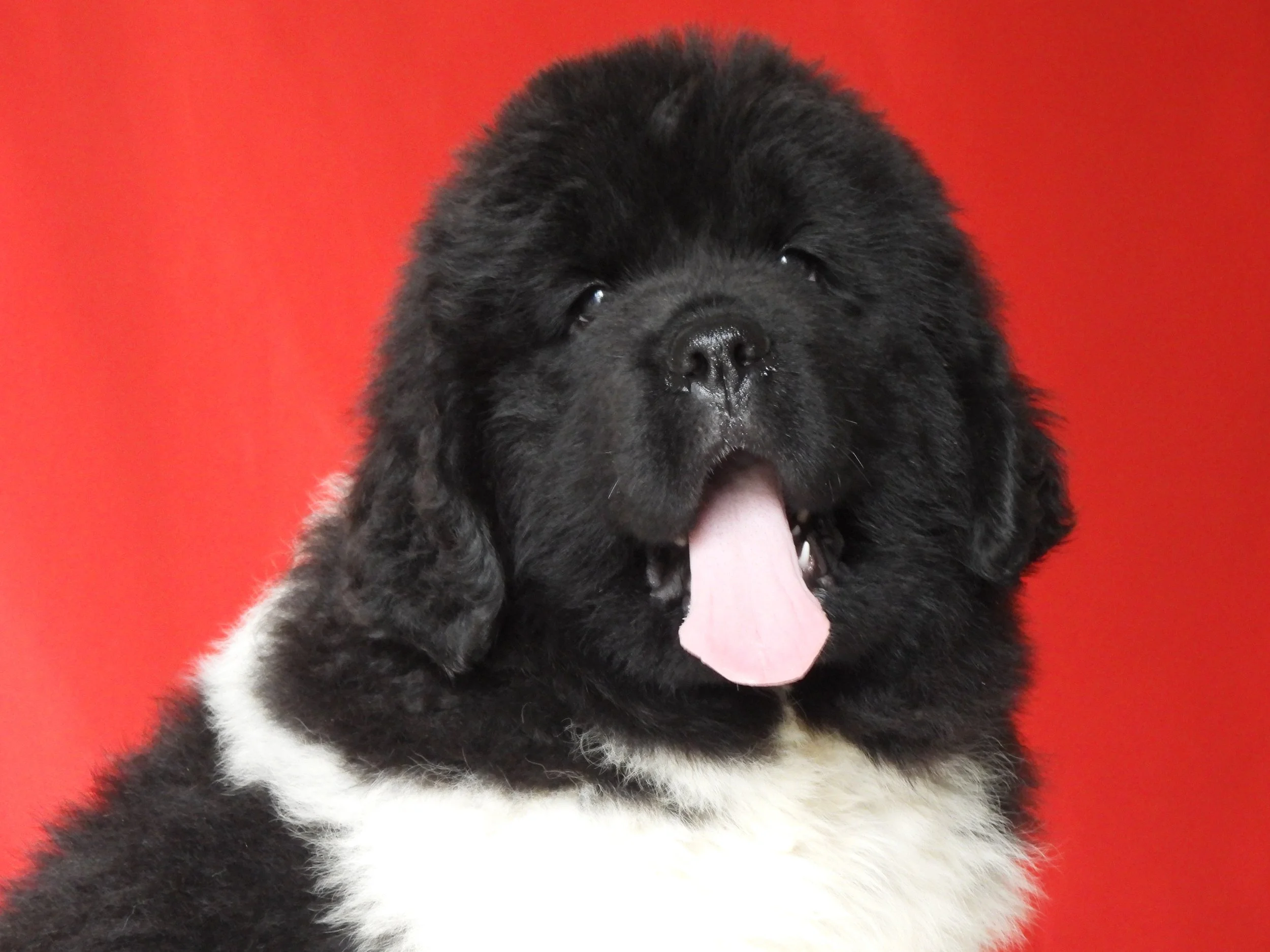 Happy newfoundland puppy in Dalton Ohio also available in Tampa florida
